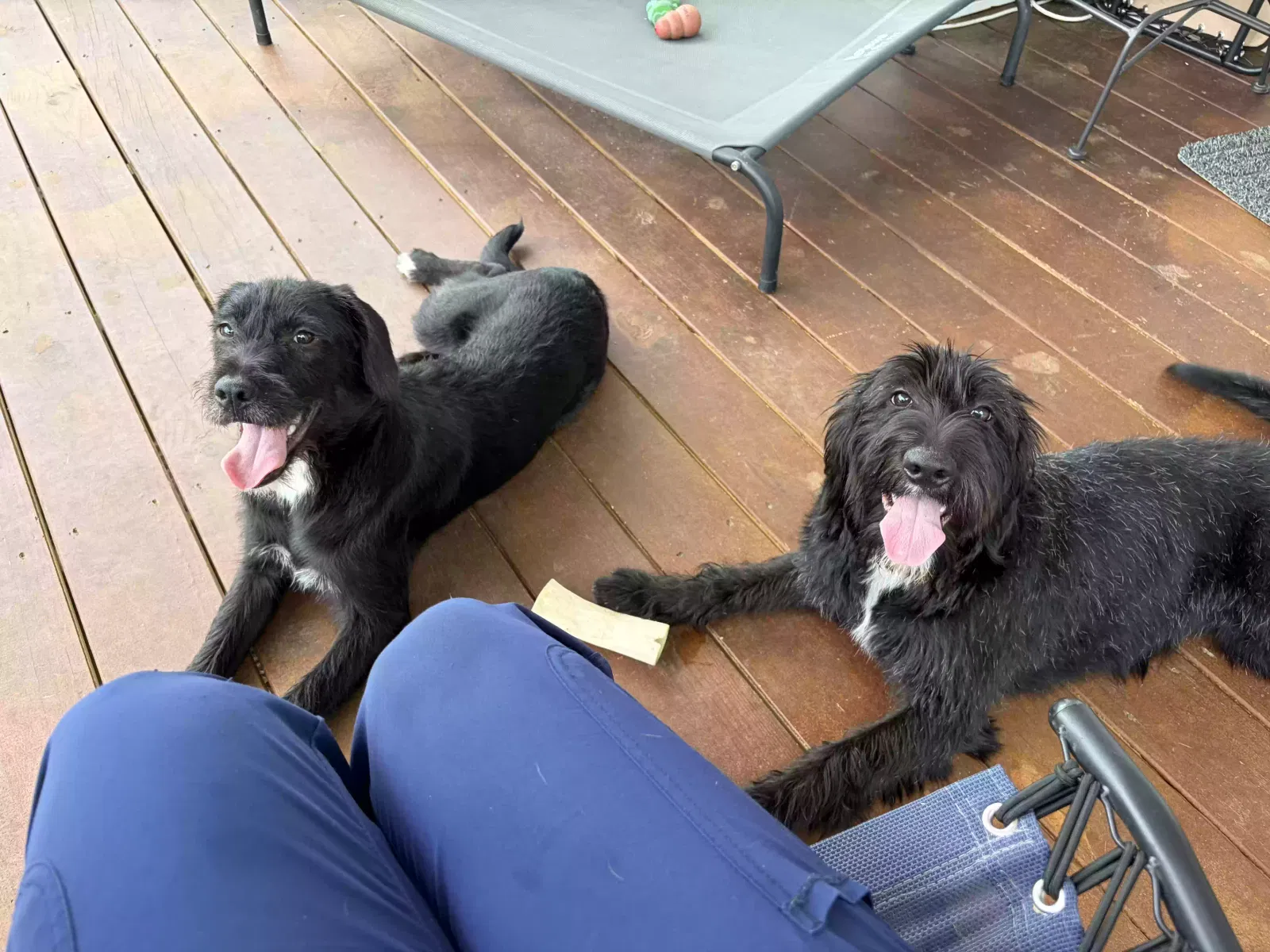 Found dog in Bailey, NC, 27807