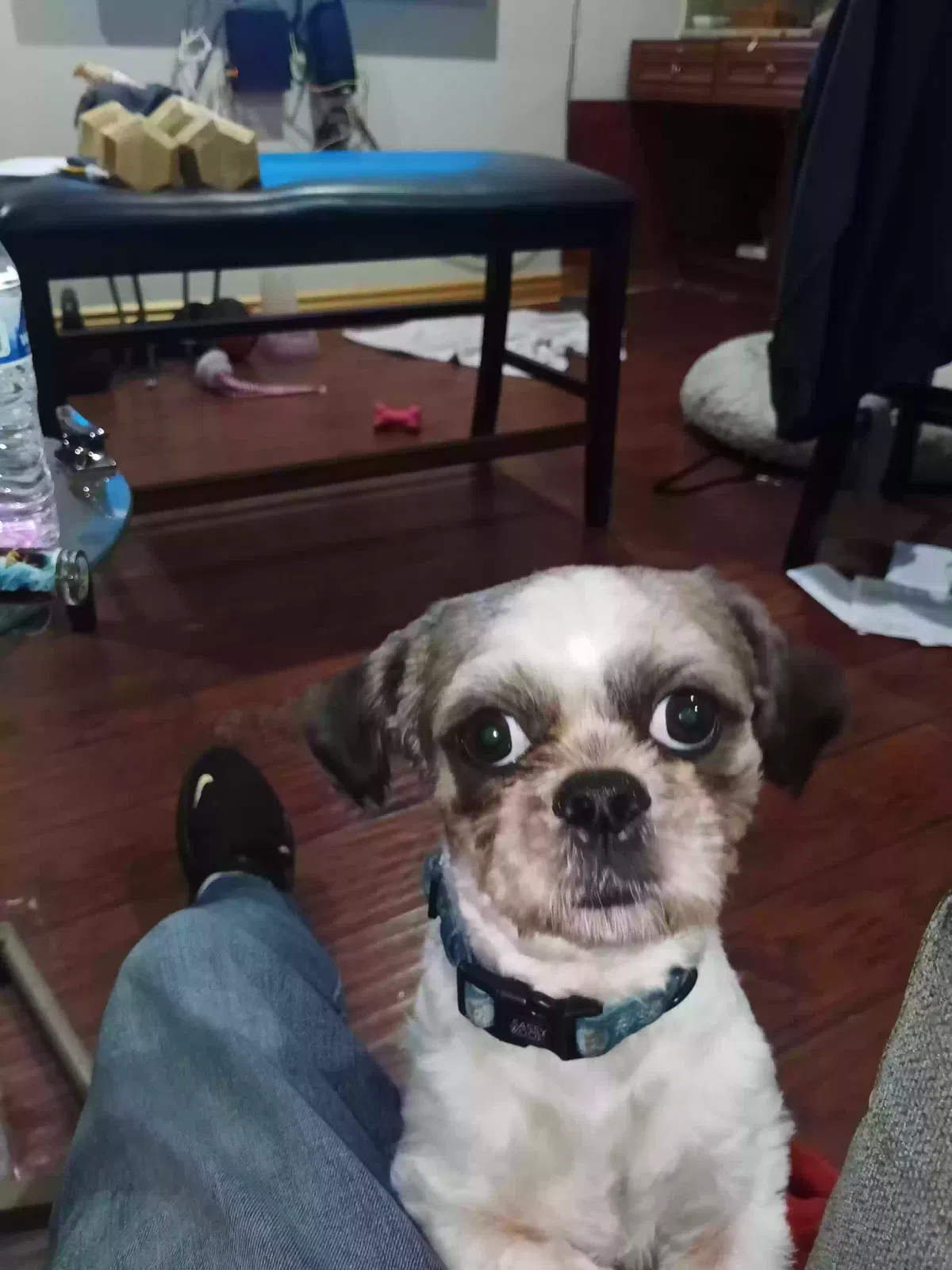 Lost dog in North Hills, CA, 91343