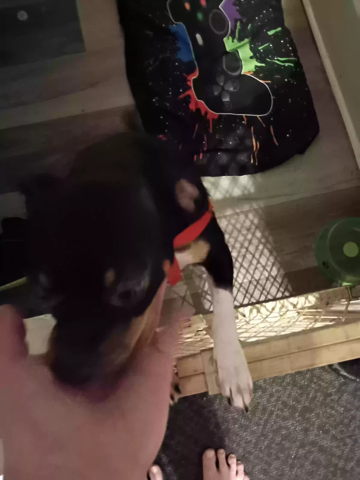 Lost dog in Confluence, PA, 15424