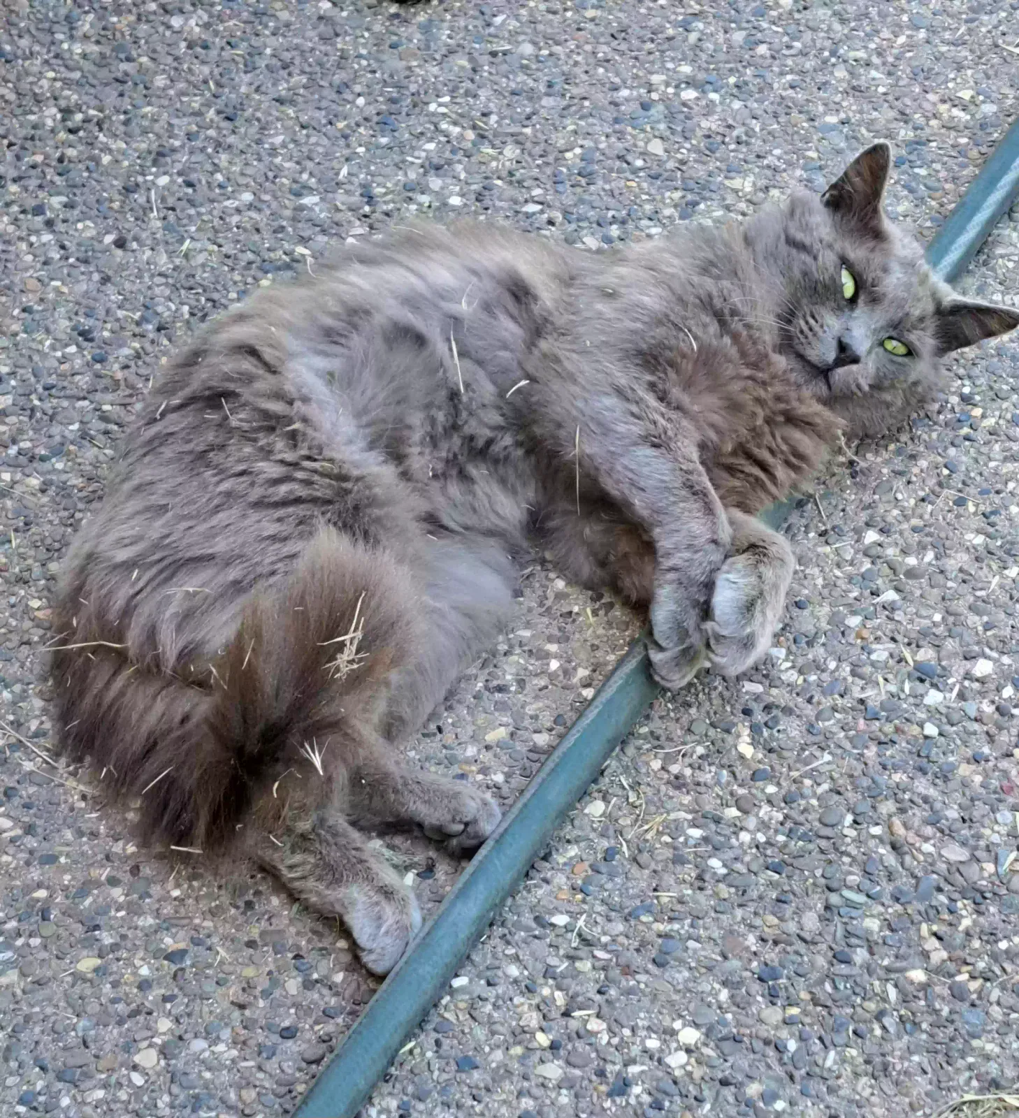 Found cat in Lompoc, CA, 93436