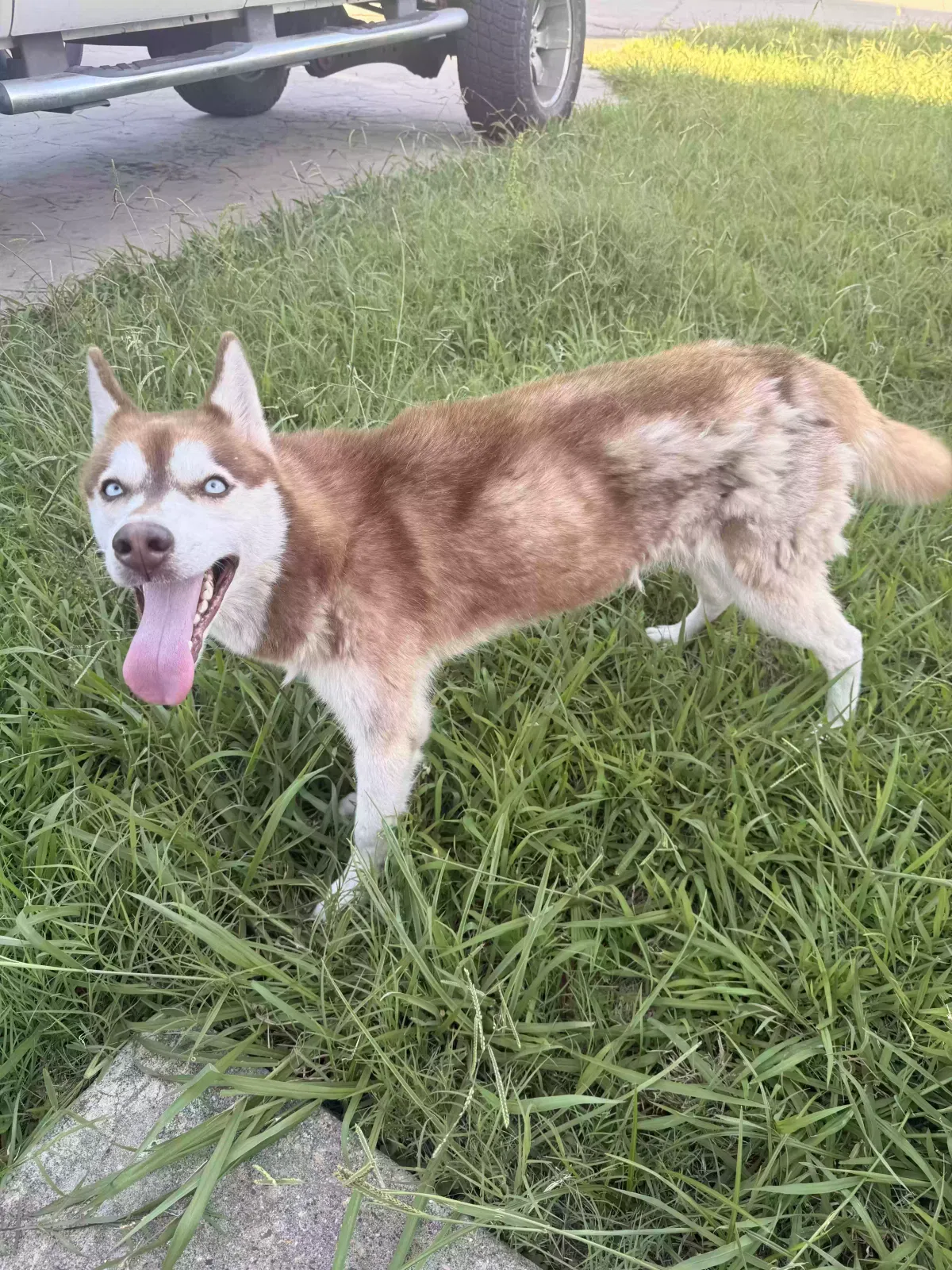 Found dog in Irving, TX, 75062