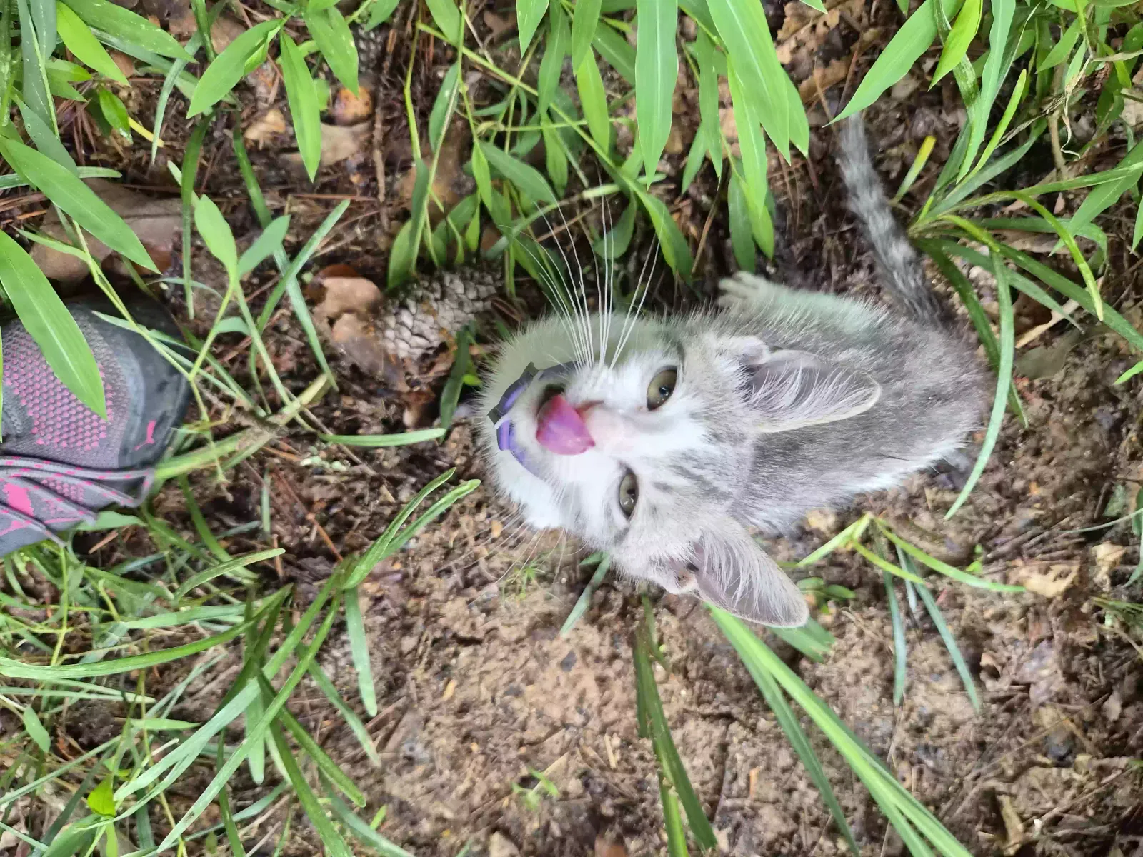 Found cat in Lawrenceville, GA, 30044