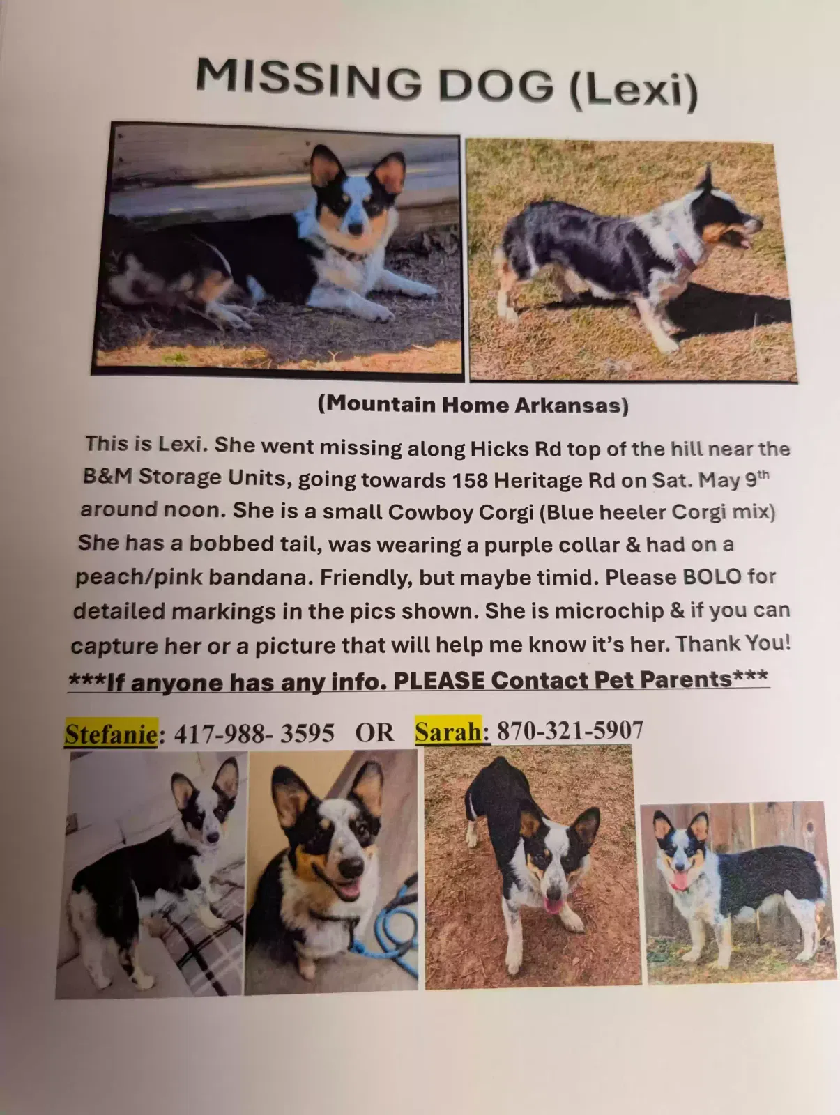 Lost dog in Mountain Home, AR, 72653