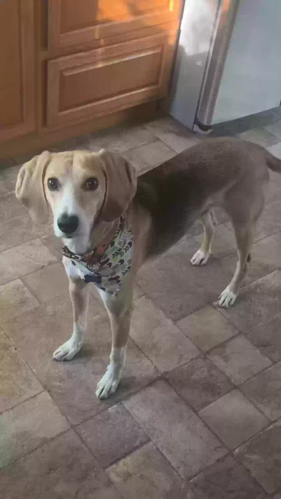 Lost dog in Gilbertville, MA, 1031