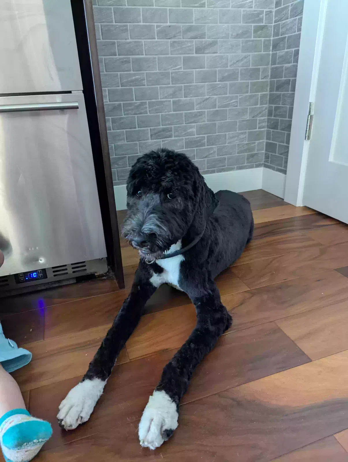 Lost dog in South Haven, MI, 49090