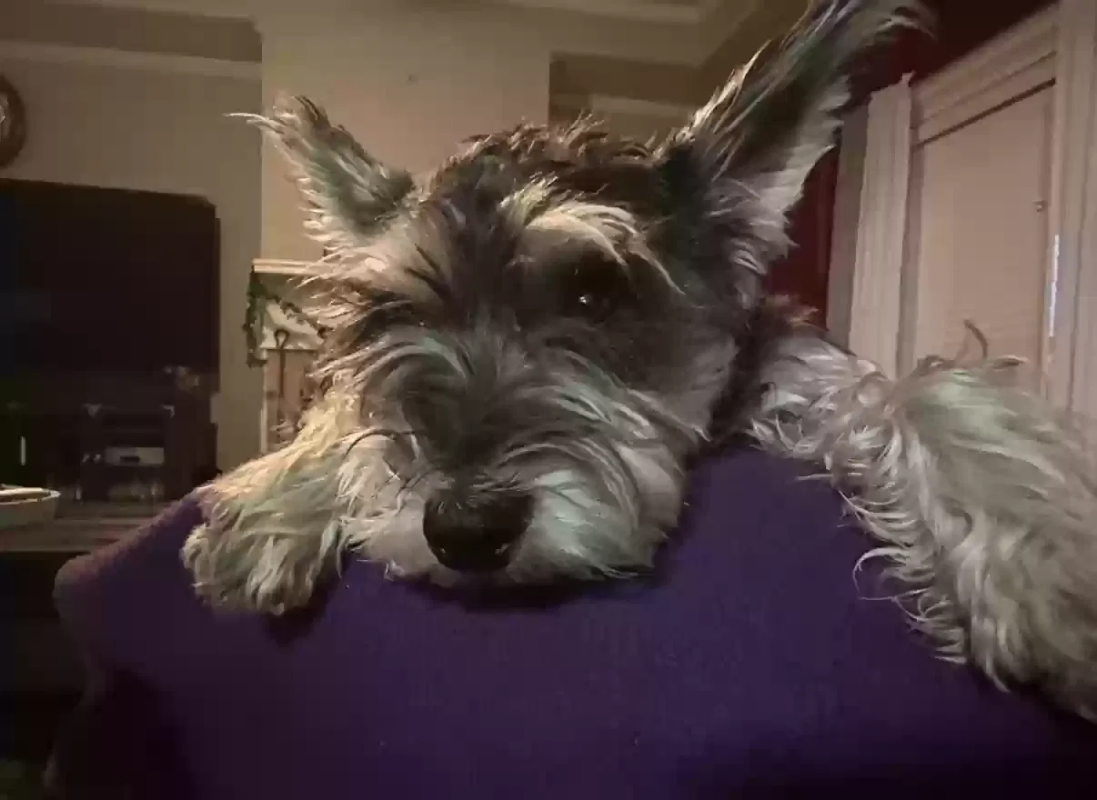 Lost dog in Conway, AR, 72032