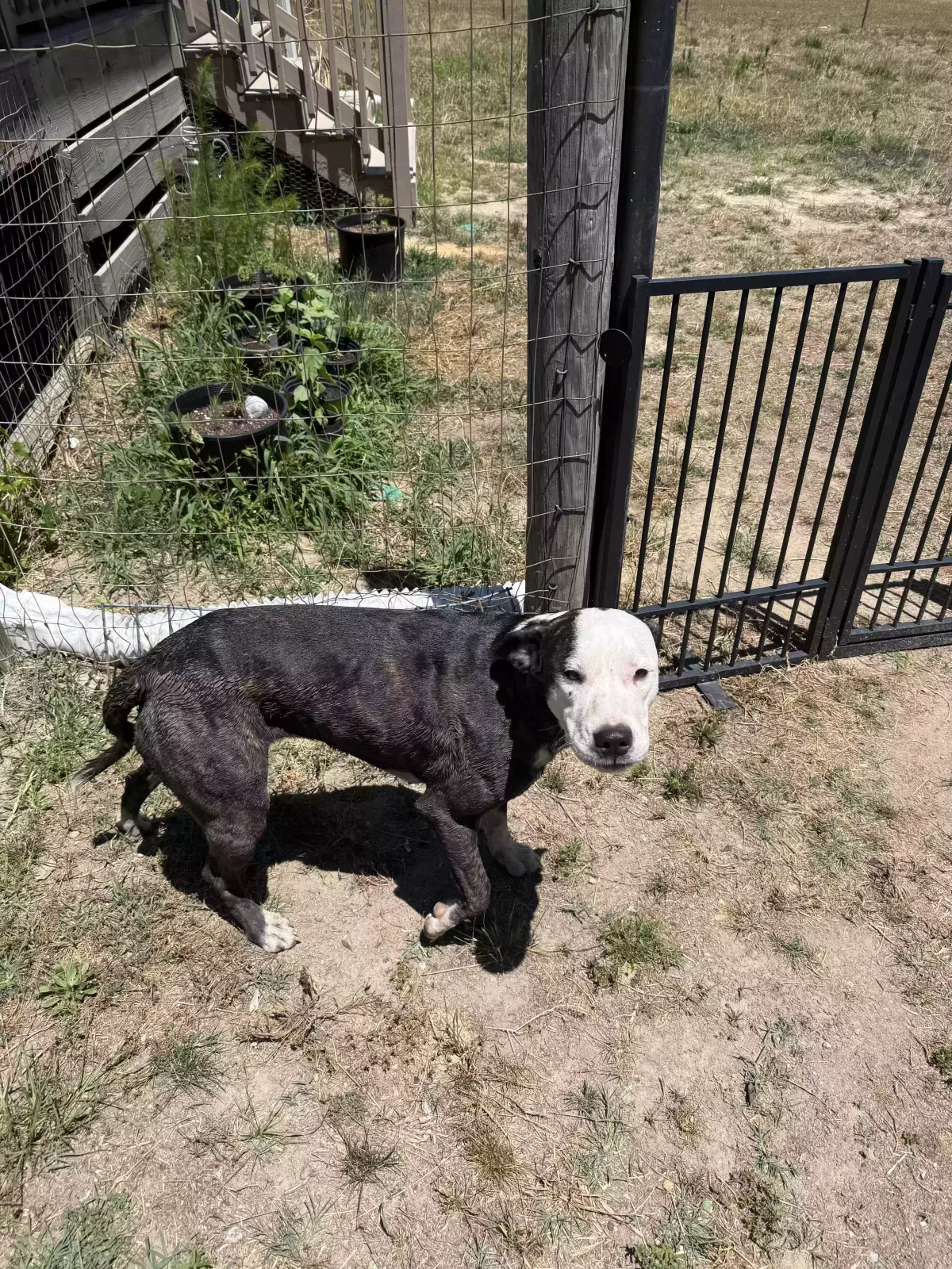 Found dog in Zebulon, NC, 27597