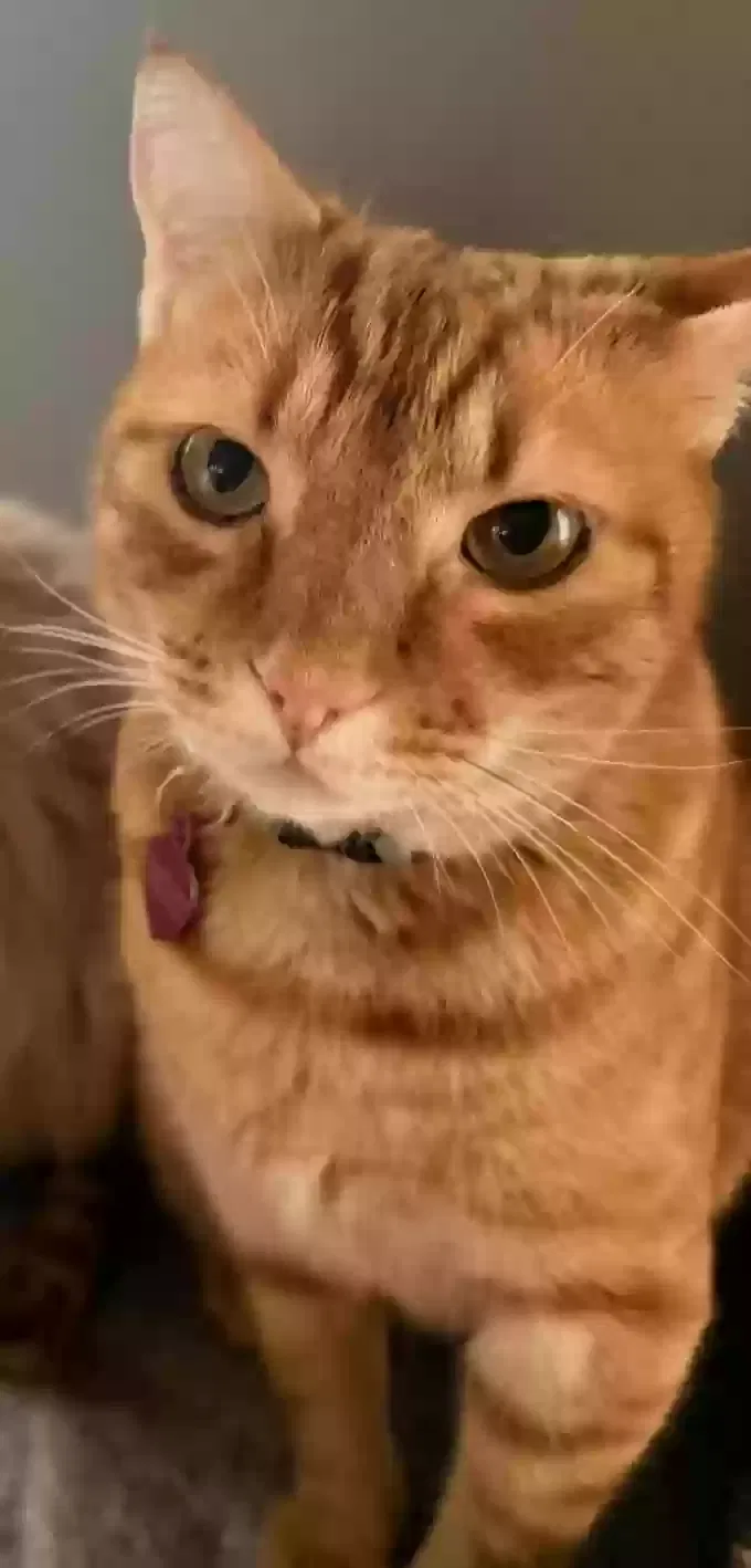Lost cat in Mountain Home, NC, 28758