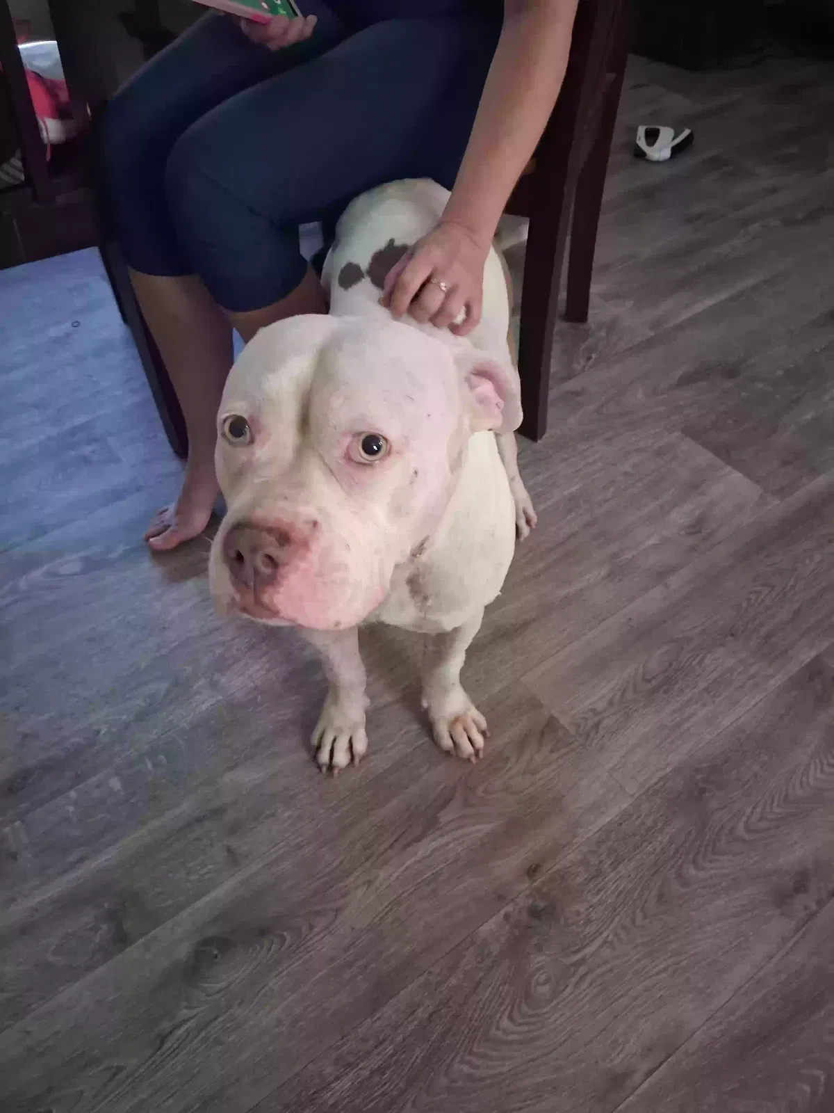 Found dog in New Caney, TX, 77357