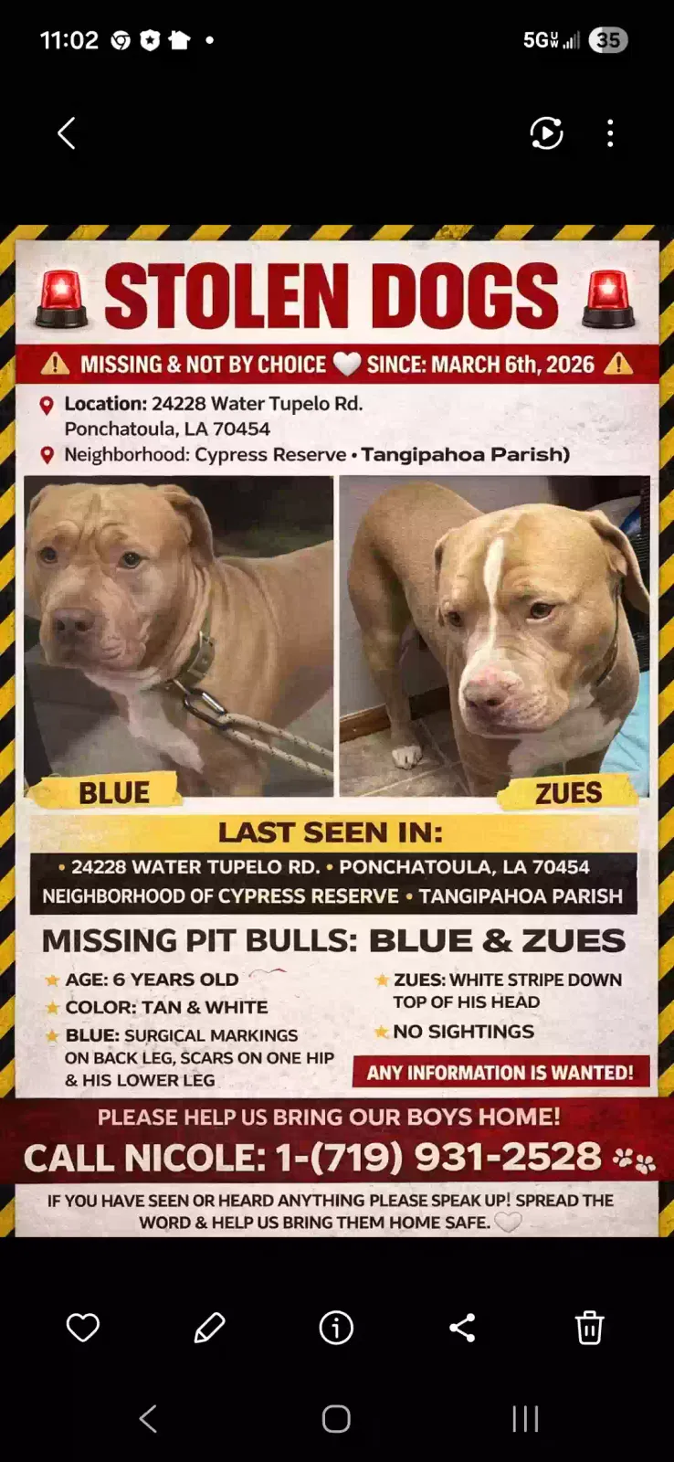 Lost dog in Robert, LA, 70455
