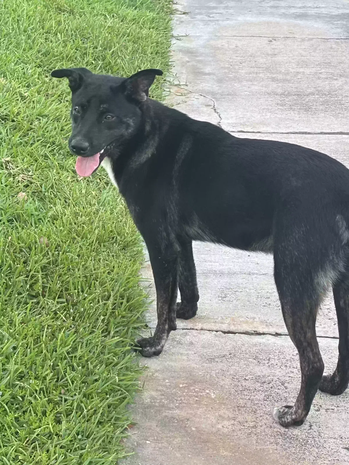 Found dog in Corpus Christi, TX, 78418