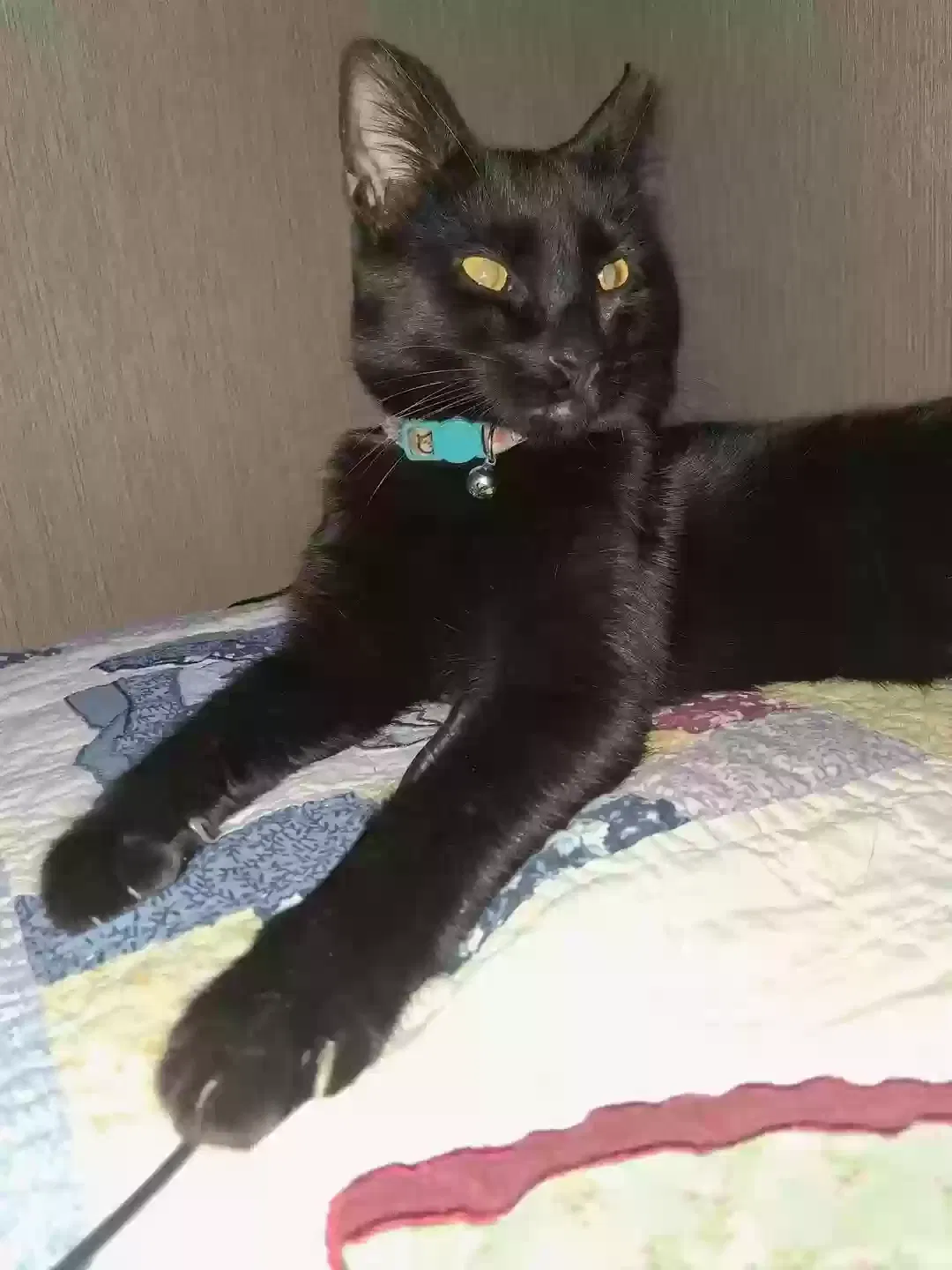 Lost cat in Canyon Lake, TX, 78133