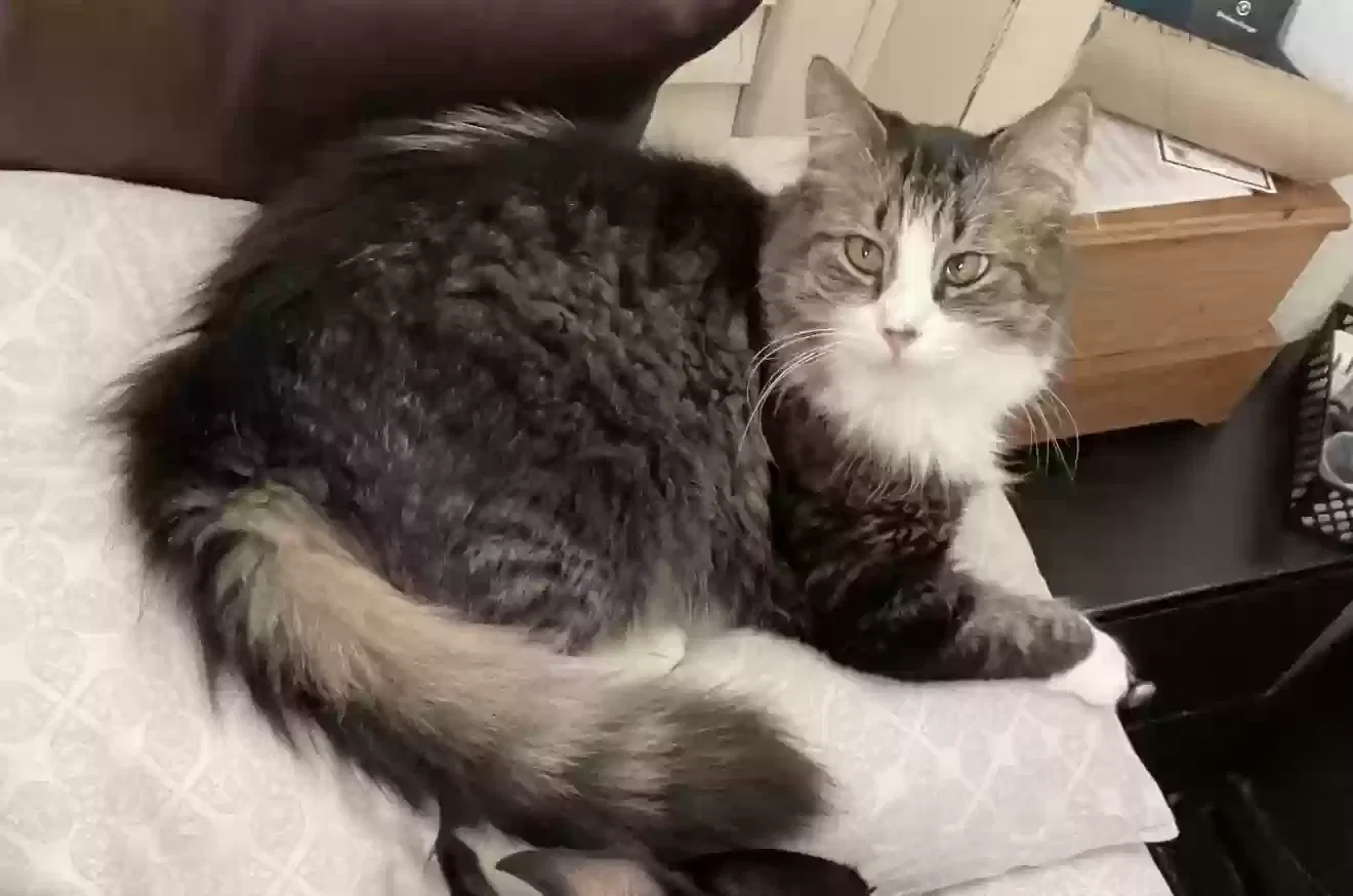Lost cat in Marshfield, WI, 54449