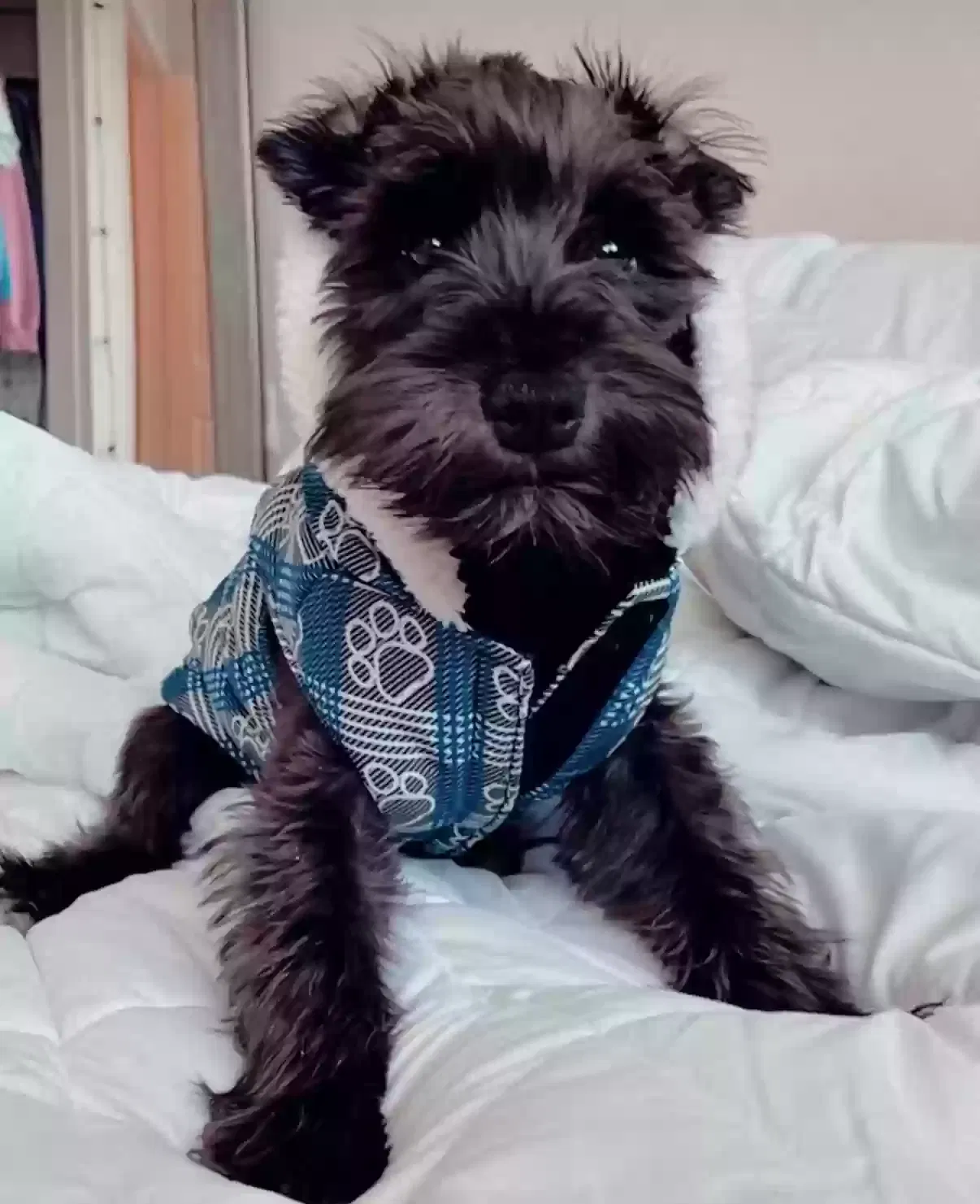 Lost dog in Winchester, CA, 92596