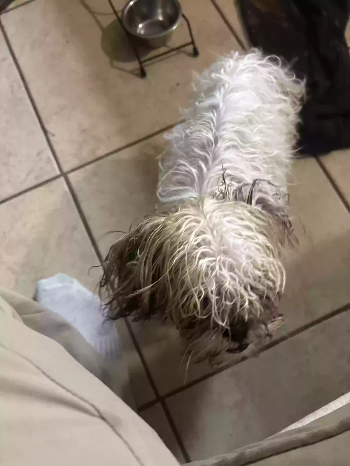 Found dog in Houston, TX, 77088