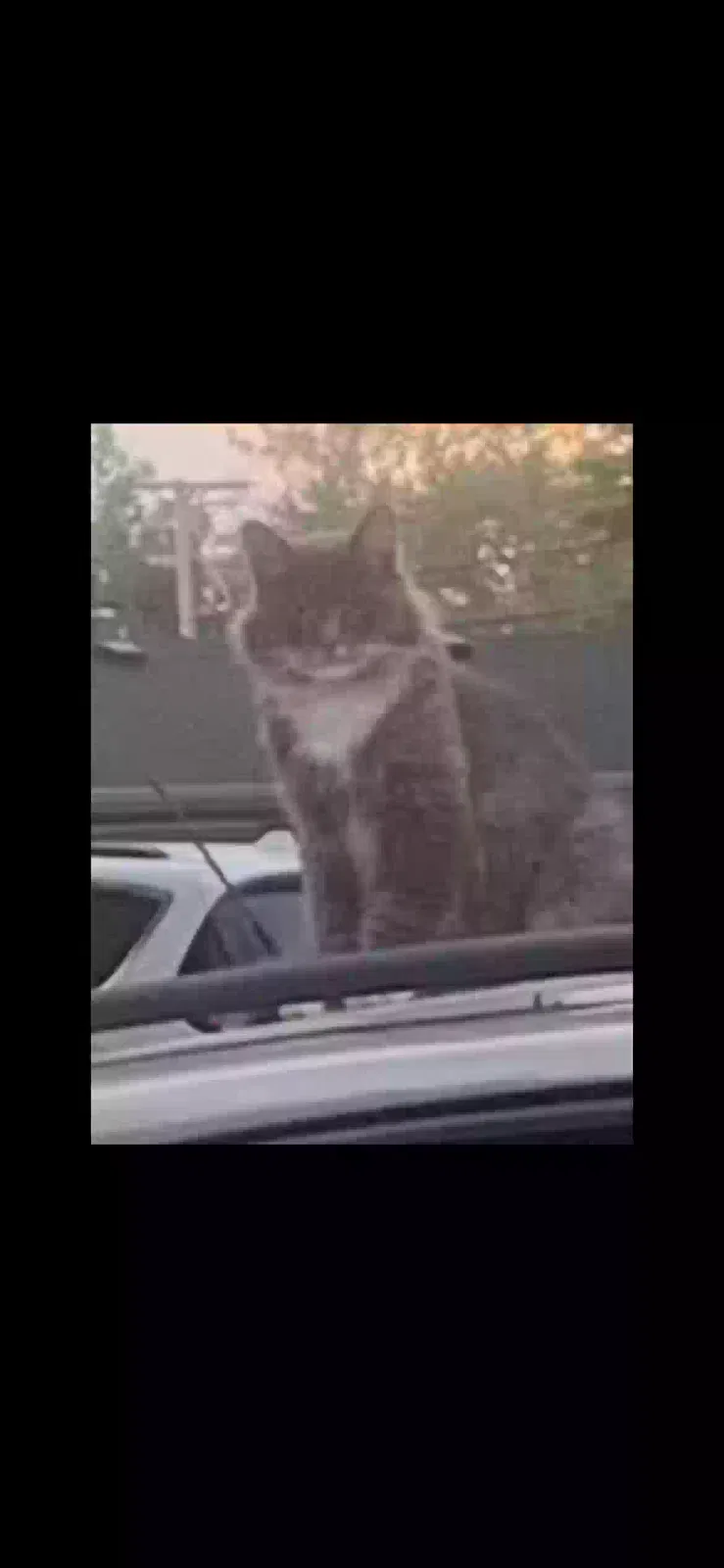 Found cat in New Haven, IN, 46774