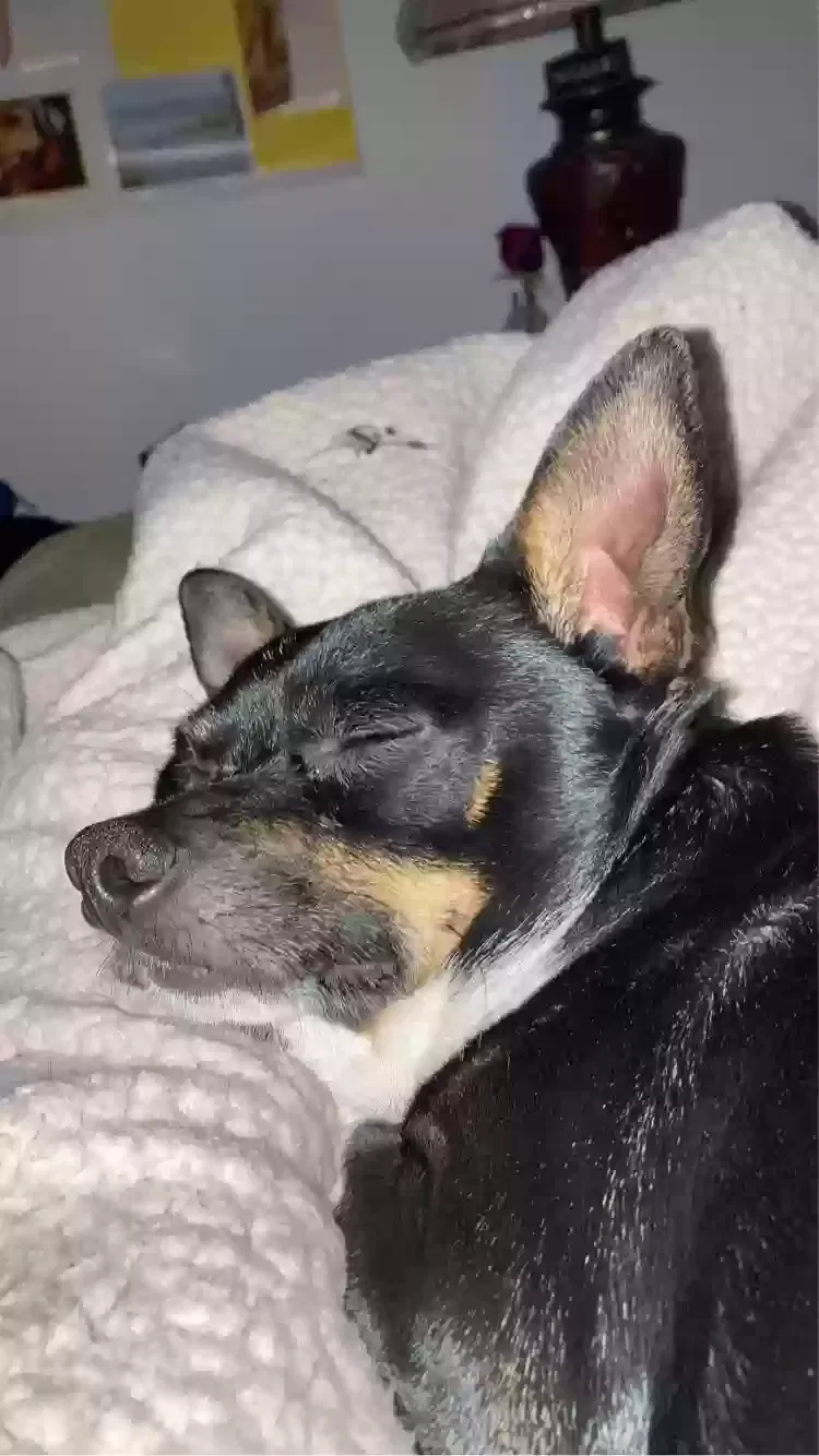 Lost dog in Frankfort, KY, 40601