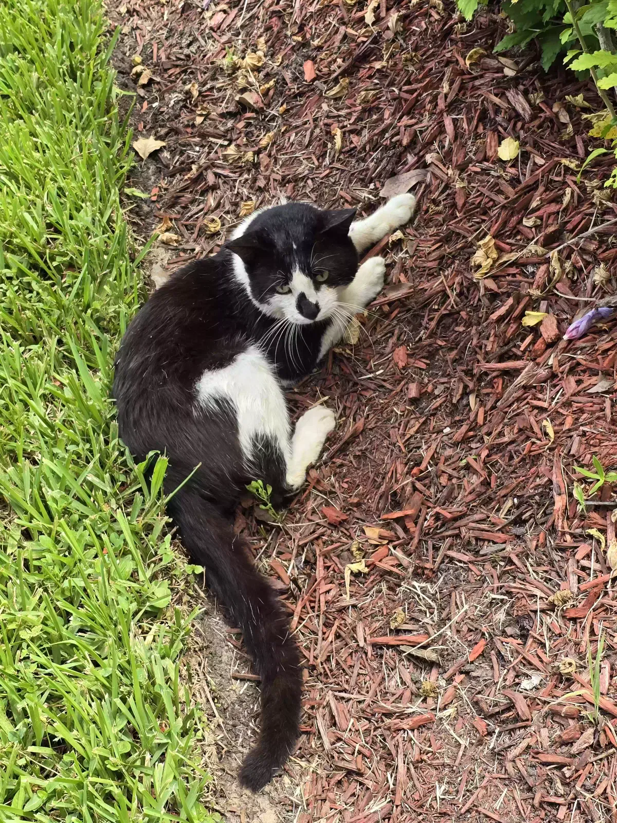 Found cat in Brazoria, TX, 77422