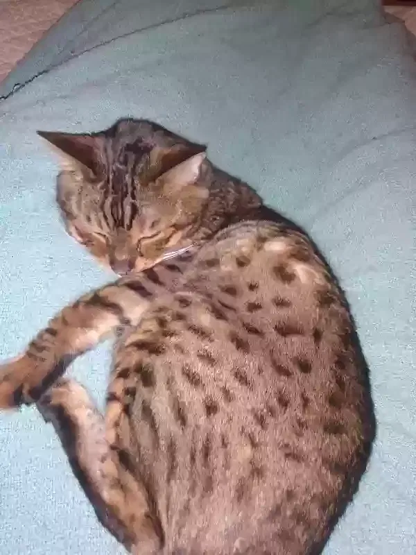 Lost cat in Markesan, WI, 53946