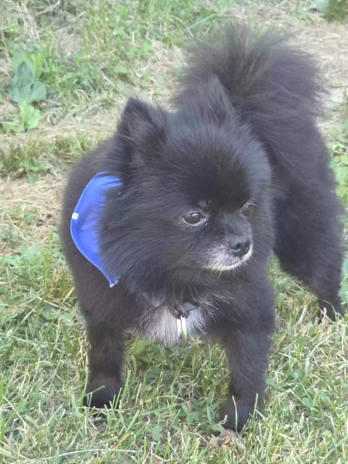 Lost dog in Carterville, IL, 62918
