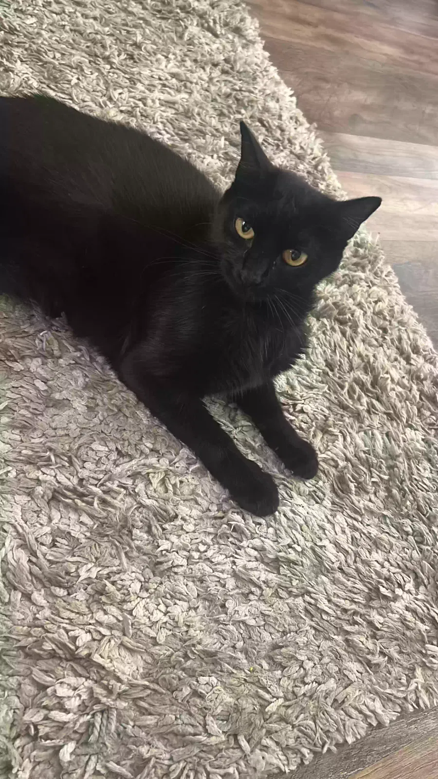 Found cat in Hollywood, FL, 33027
