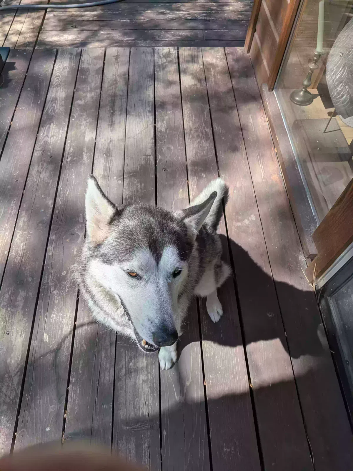 Found dog in Prescott, AZ, 86303