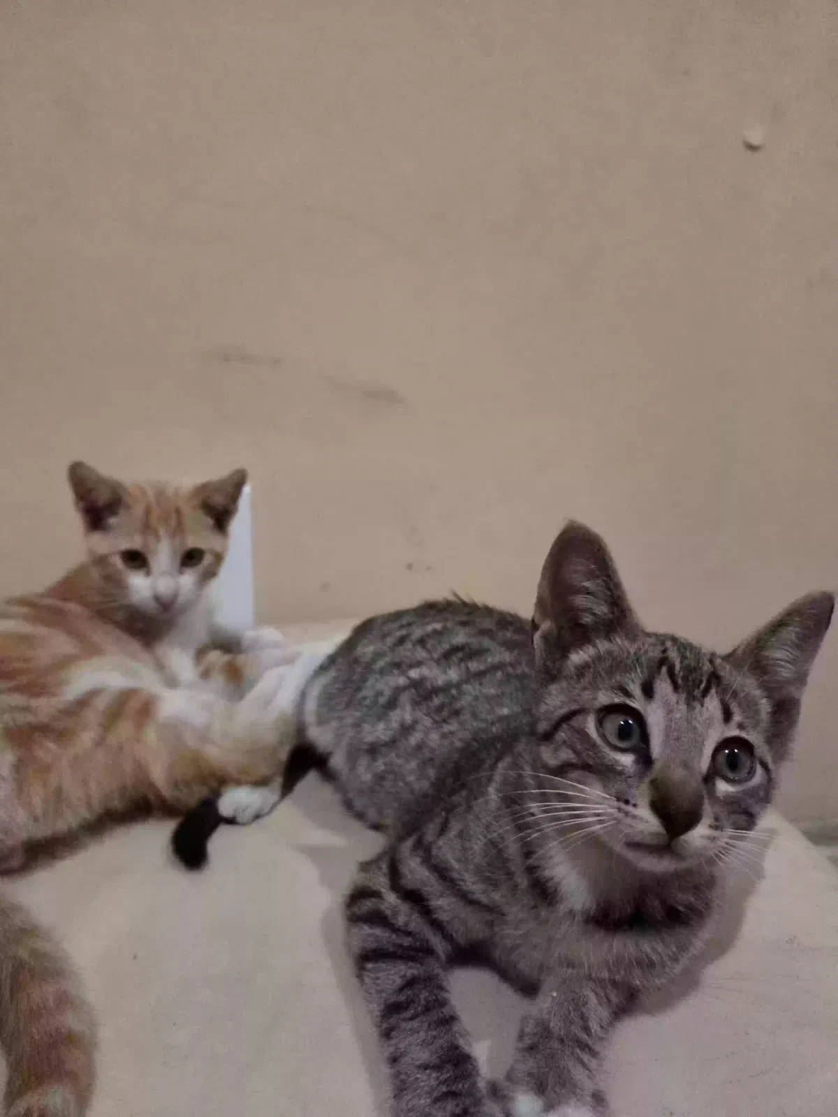 Found cat in Los Angeles, CA, 90022