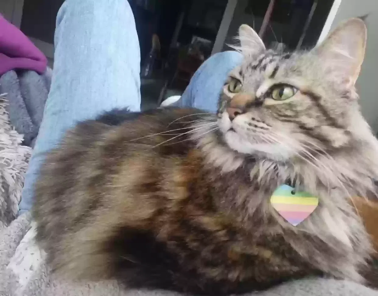 Missing Cat