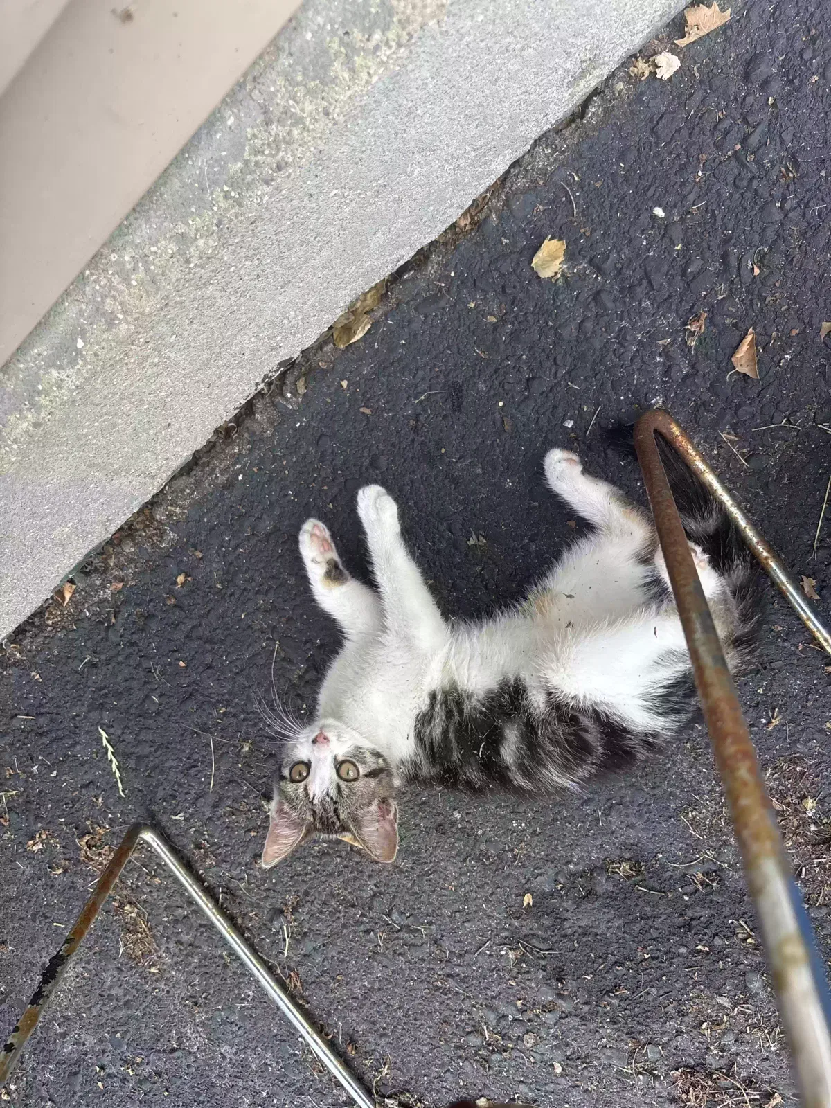 Found cat in Kalamazoo, MI, 49001