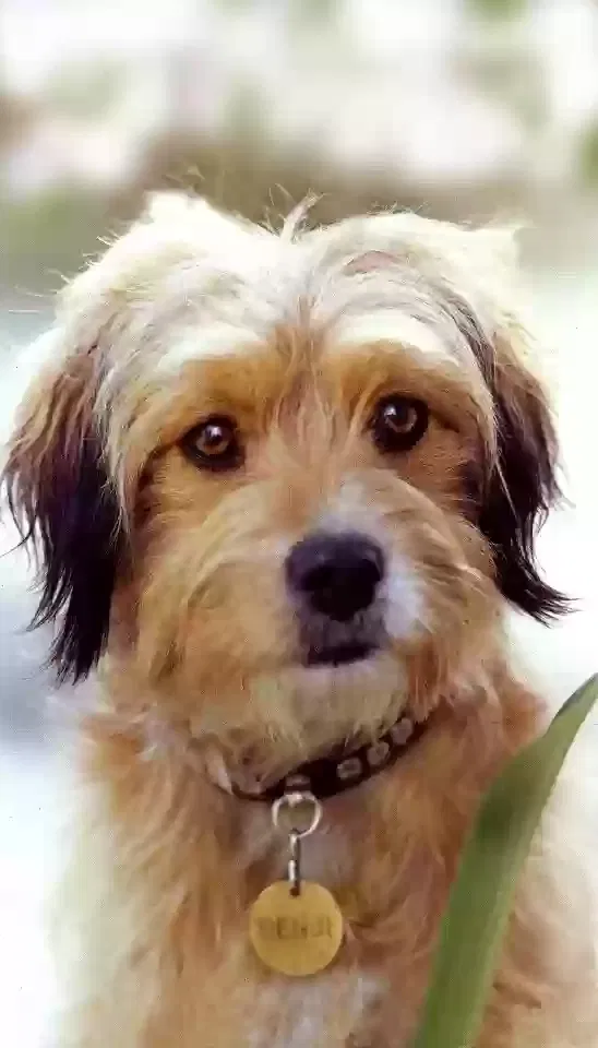 Lost dog in Decatur, GA, 30034