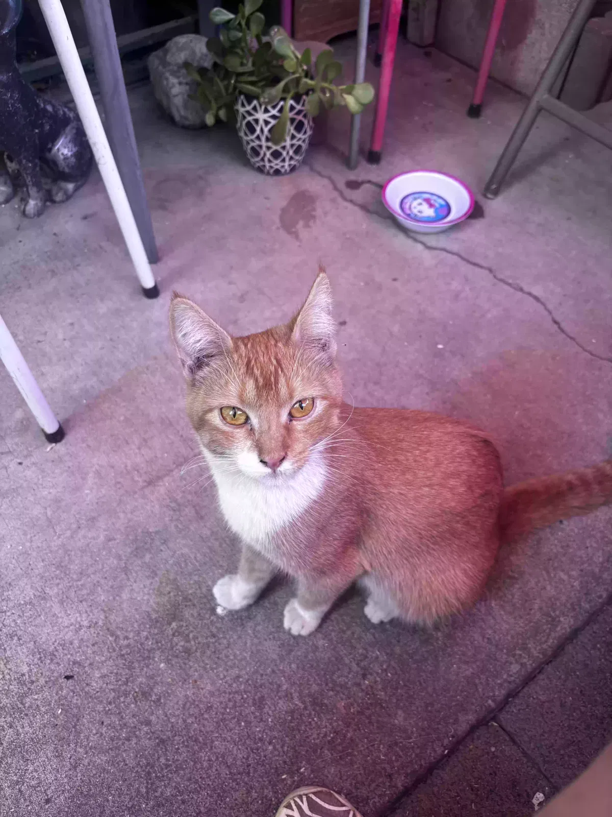 Found cat in Riverside, CA, 92504