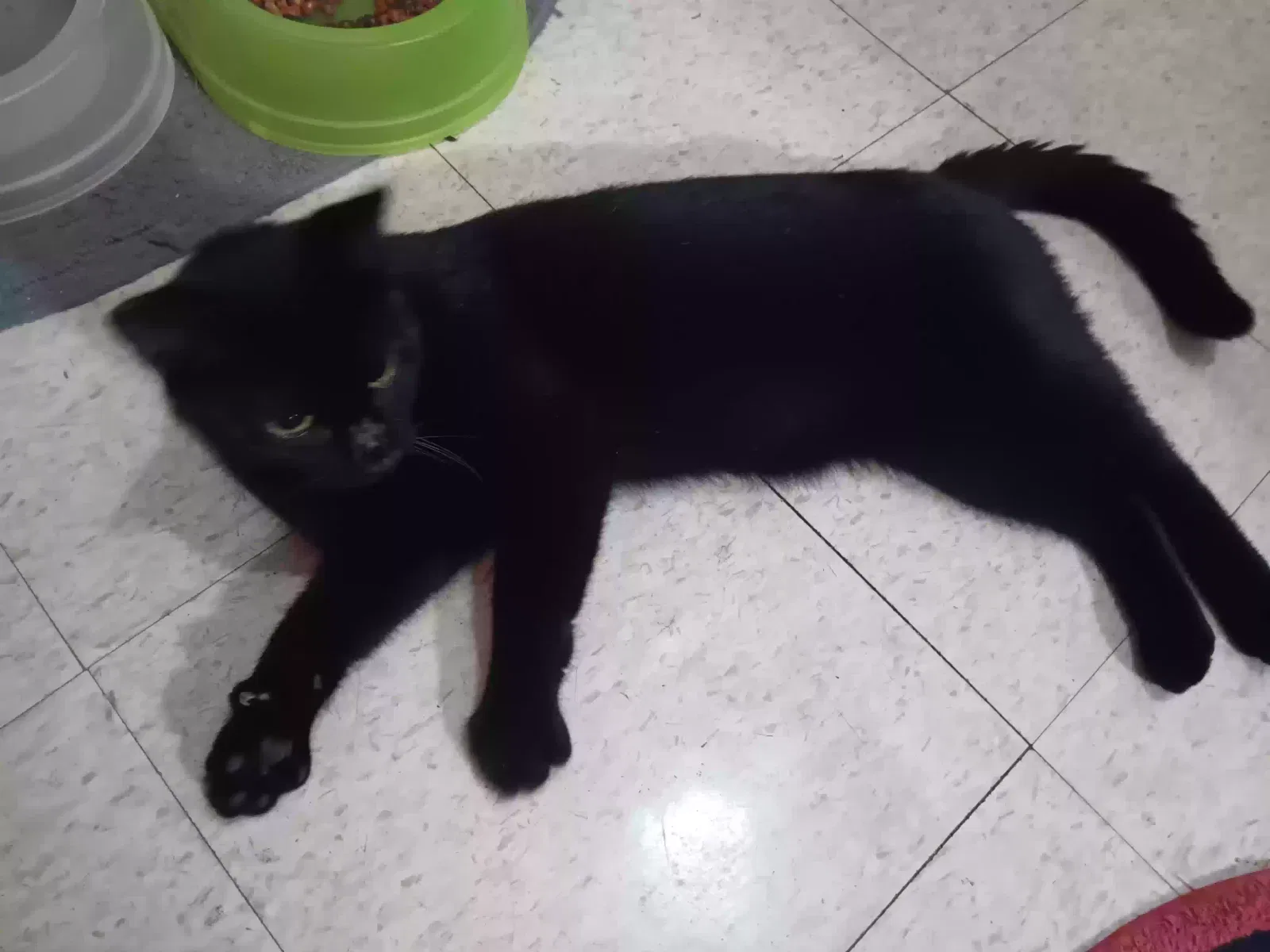 Found cat in Hot Springs National Park, AR, 71913