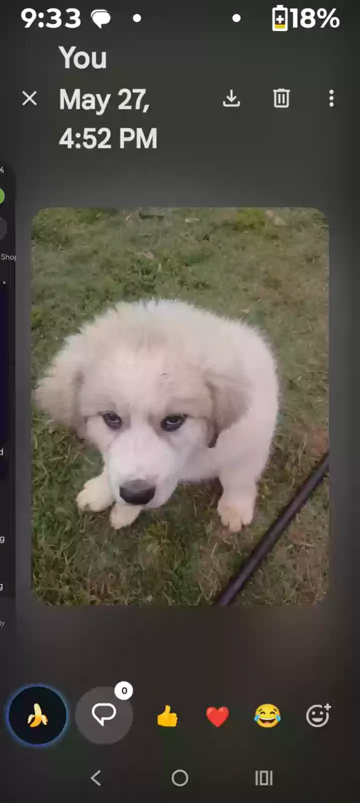 Lost dog in Newcastle, OK, 73065