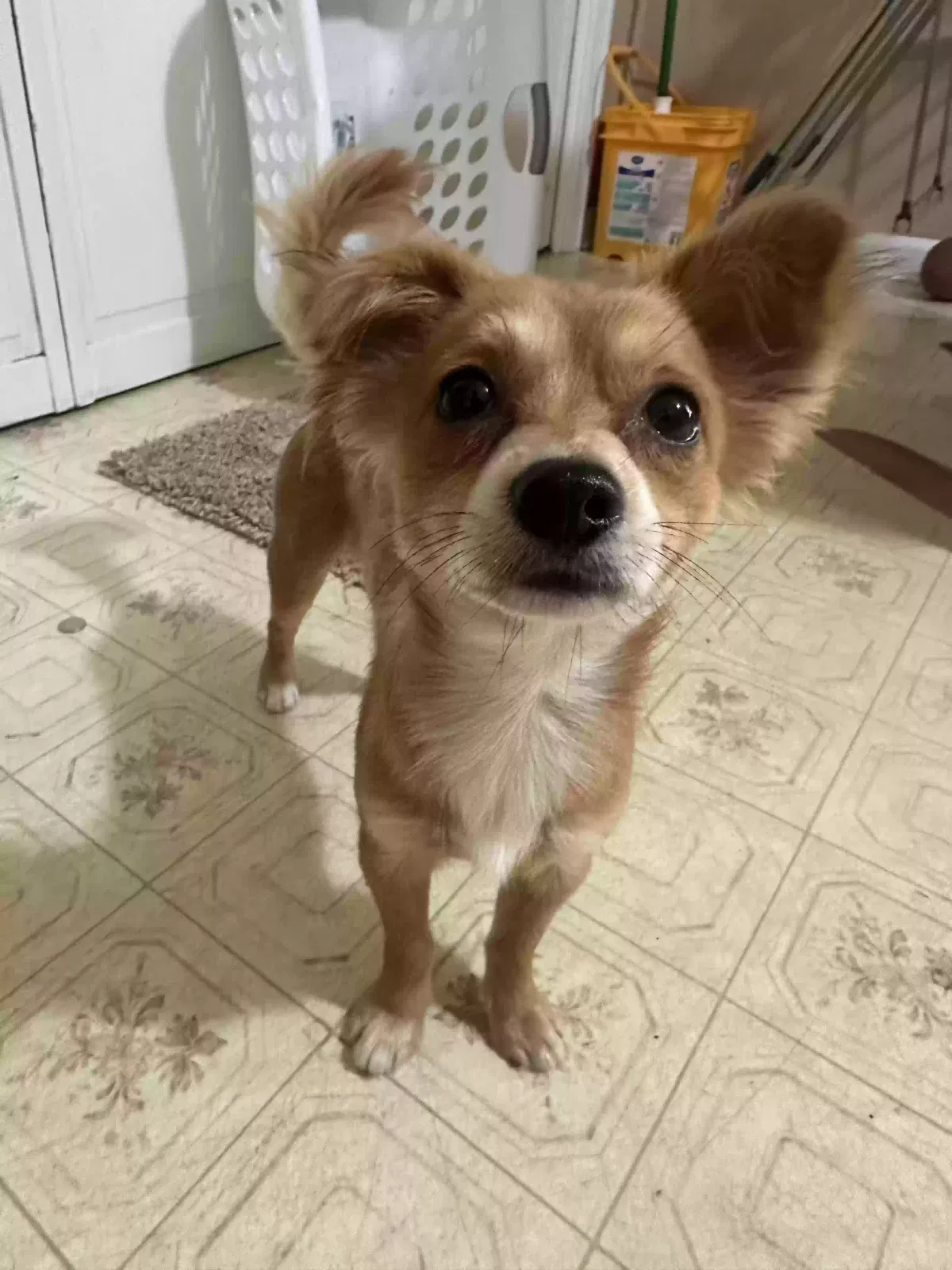 Found Dog