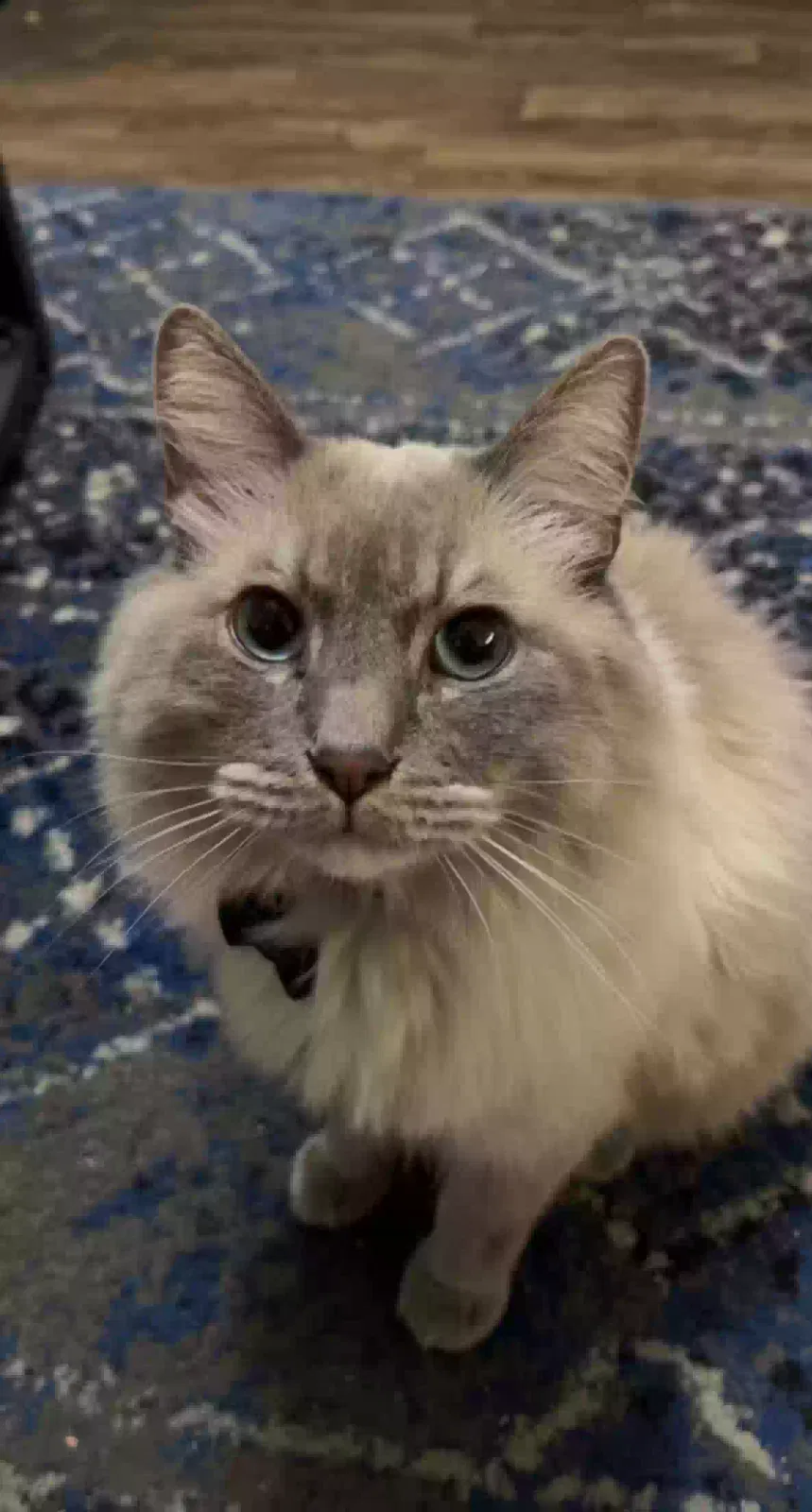 Missing Cat