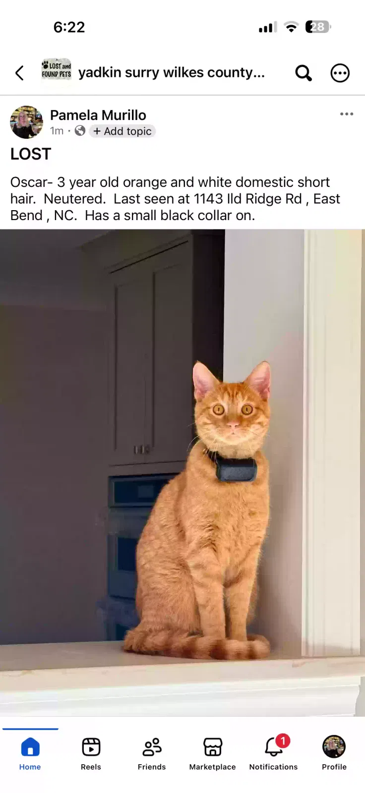 Lost cat in East Bend, NC, 27018
