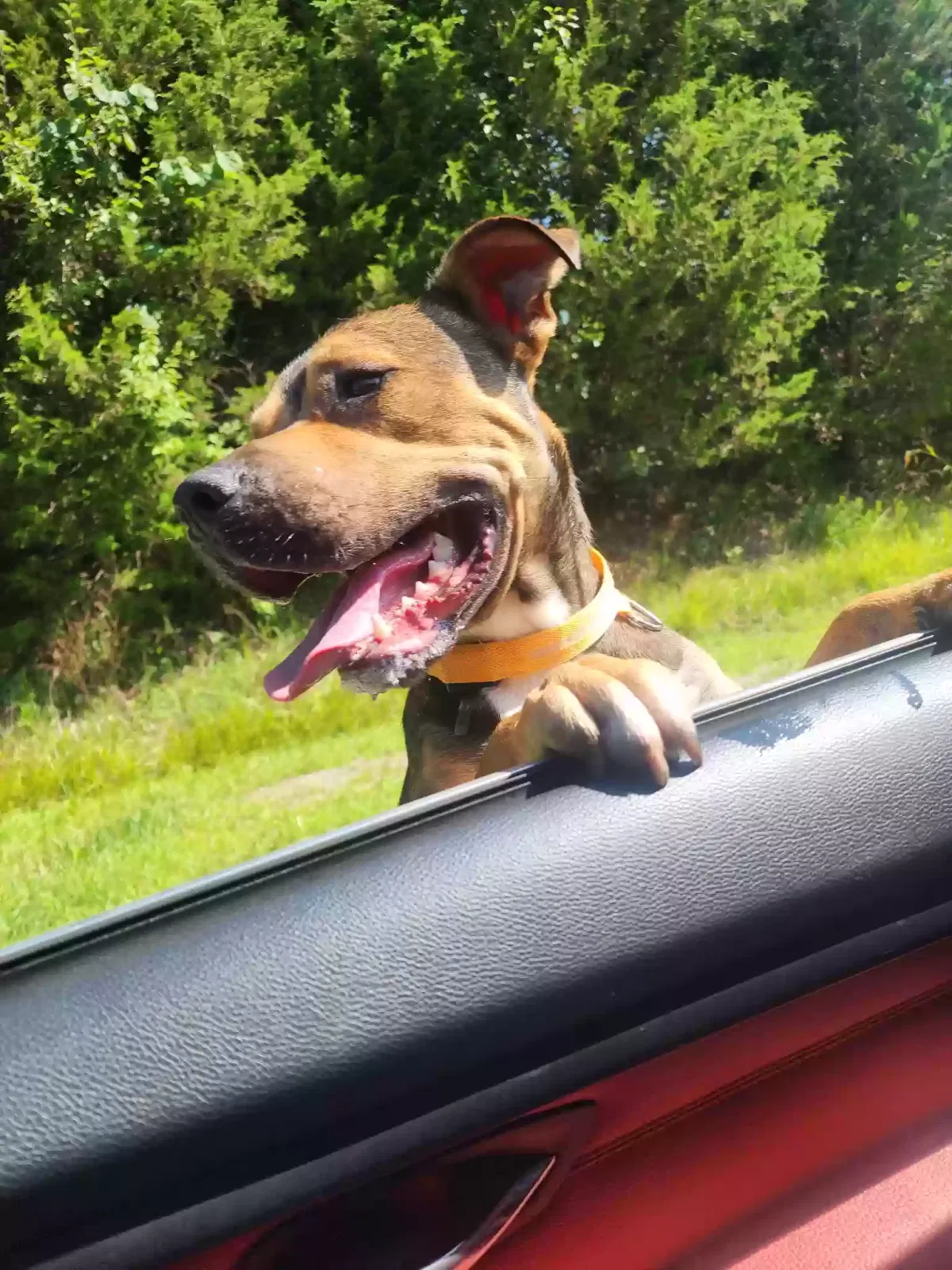 Found dog in Hamilton, OH, 45013