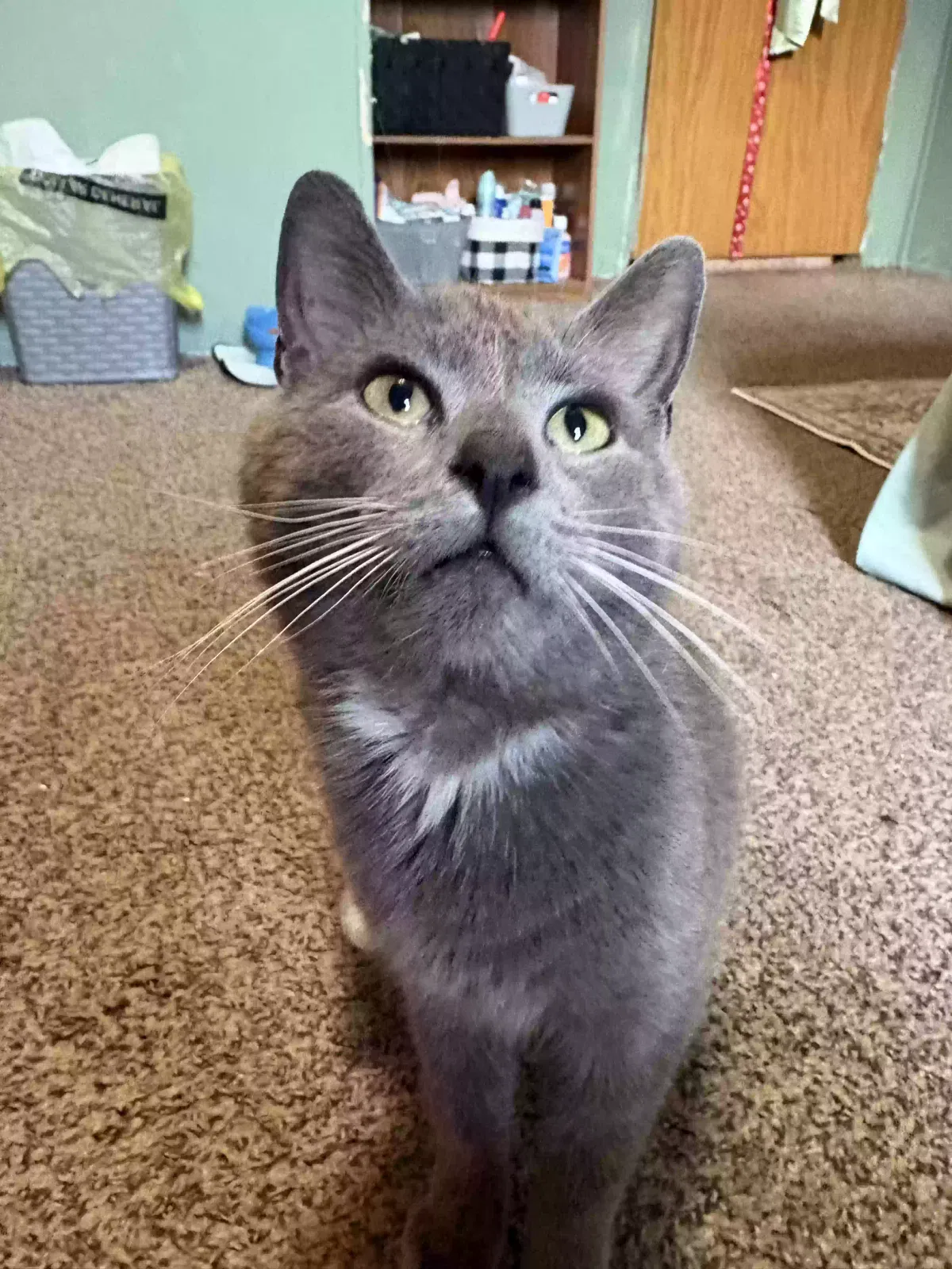 Lost cat in Peachland, NC, 28133