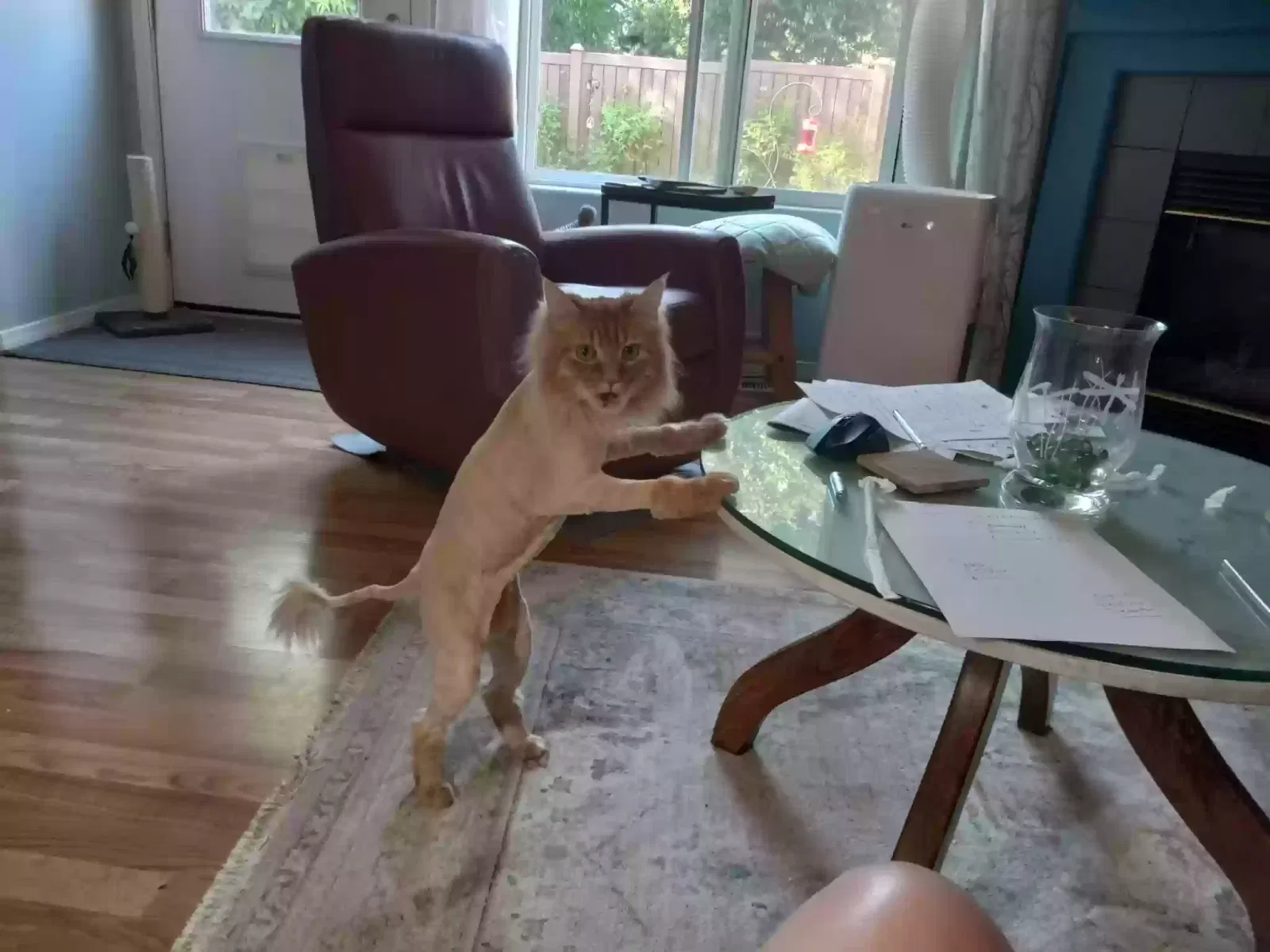 Lost cat in Hillsboro, OR, 97124