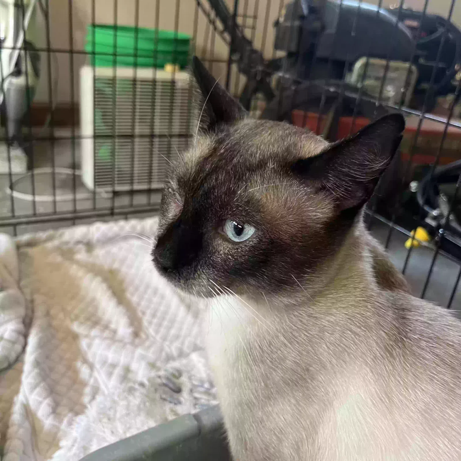Found cat in Cape Fair, MO, 65624