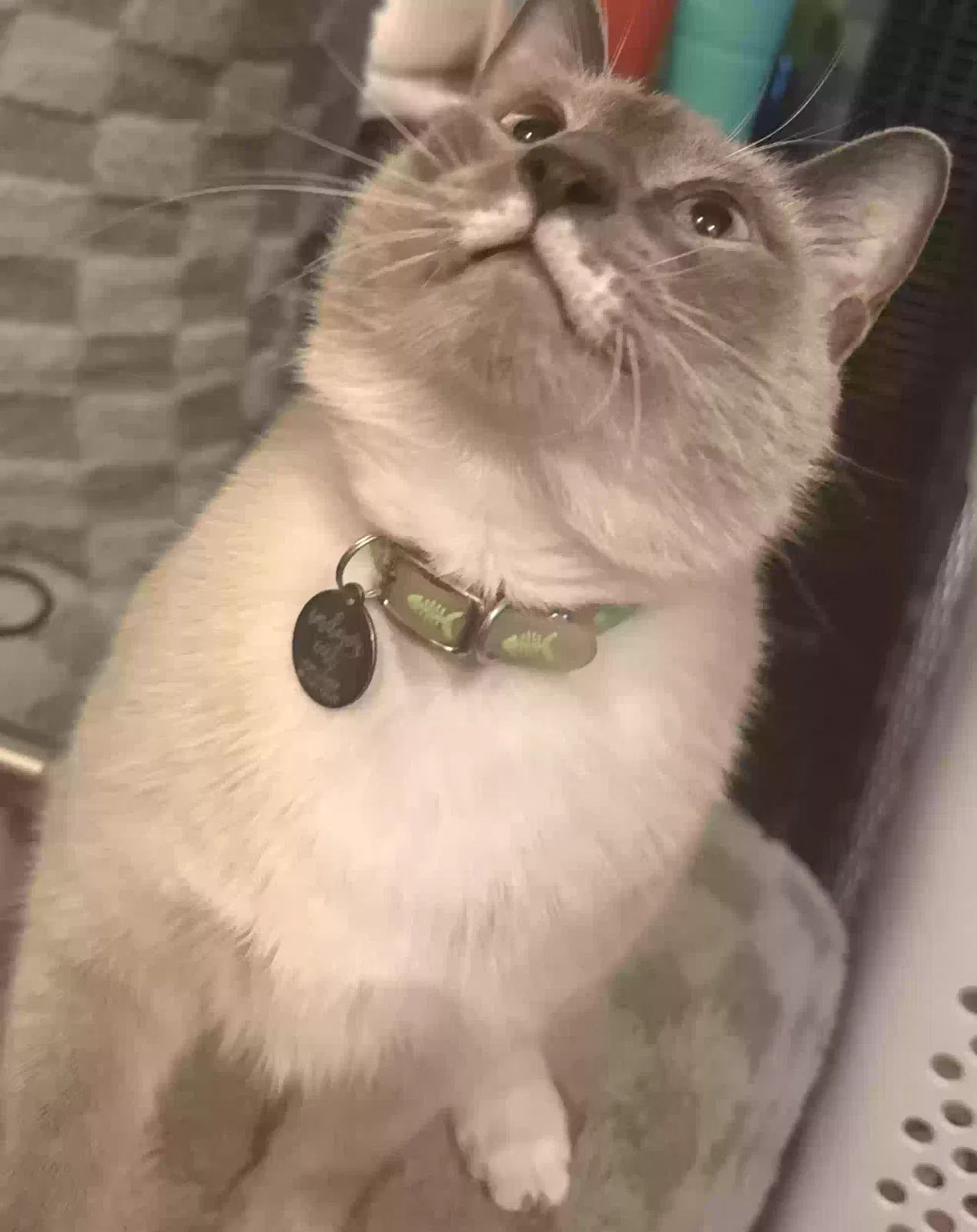 Lost cat in Woodway, TX, 76712