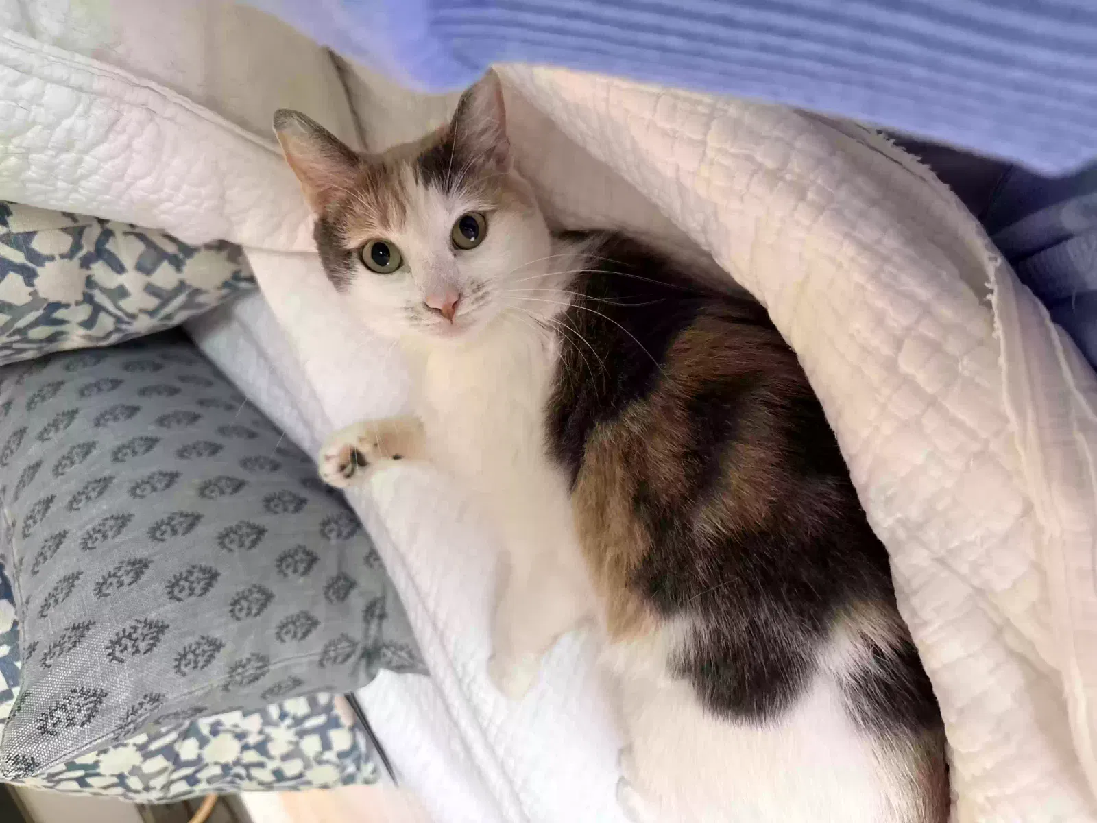 Missing Cat