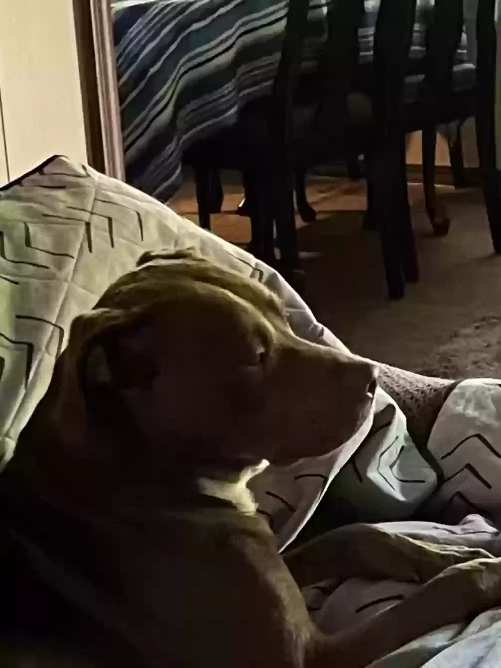 Found dog in Alma, AR, 72921