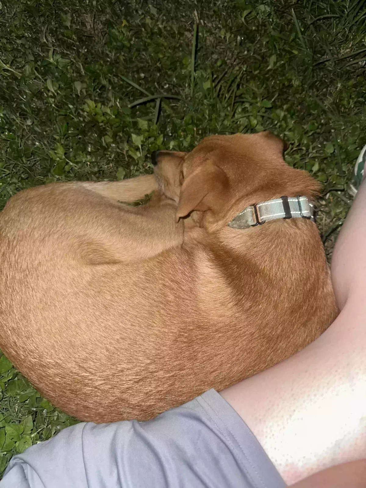Found dog in San Antonio, TX, 78233
