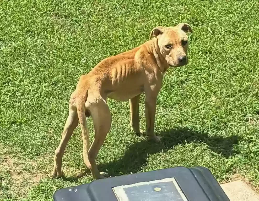 Found dog in Charlotte, NC, 28214