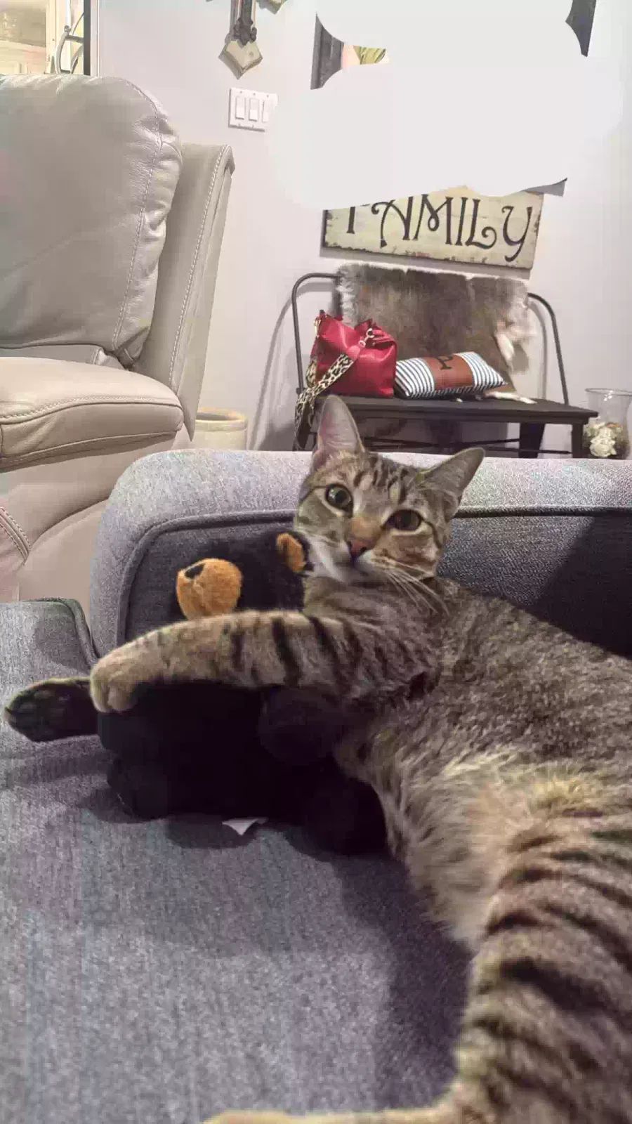 Lost cat in Winters, TX, 79567