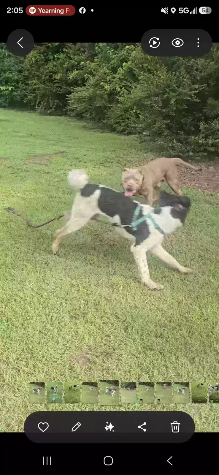 Lost dog in Cordova, TN, 38018