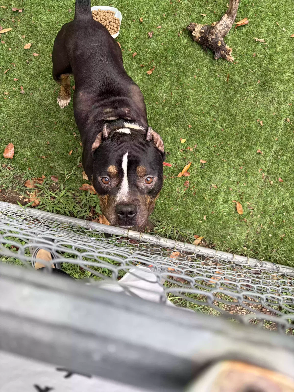 Found dog in Jackson, TN, 38301