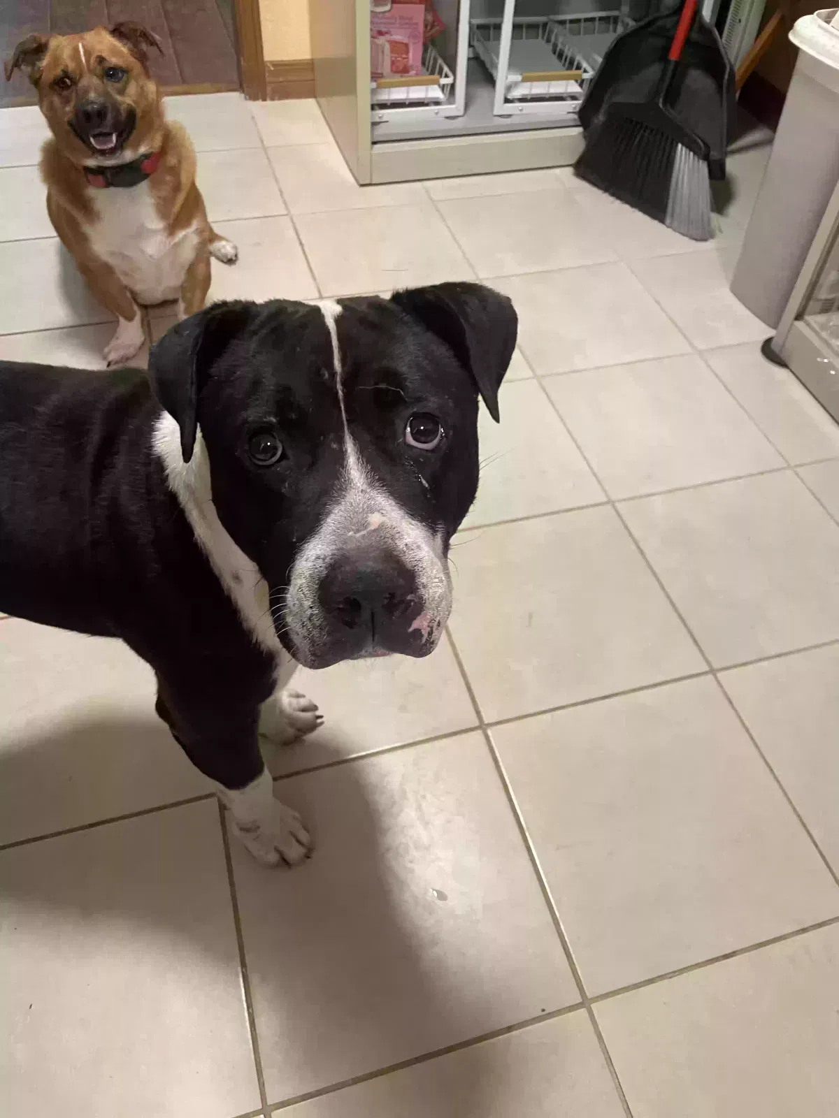 Found dog in Oklahoma City, OK, 73112