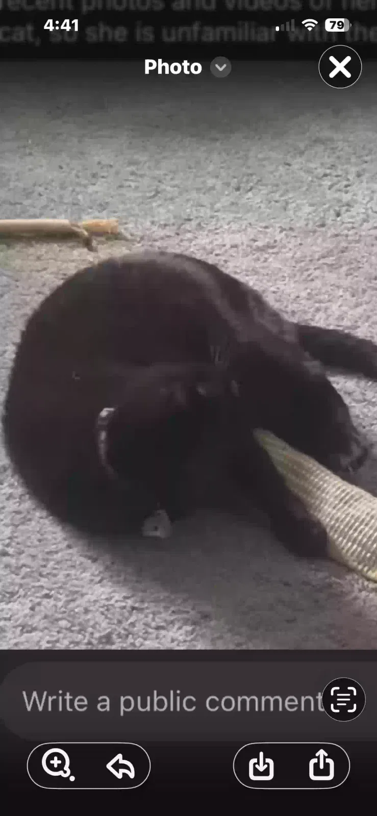 Lost cat in Saratoga Springs, NY, 12866